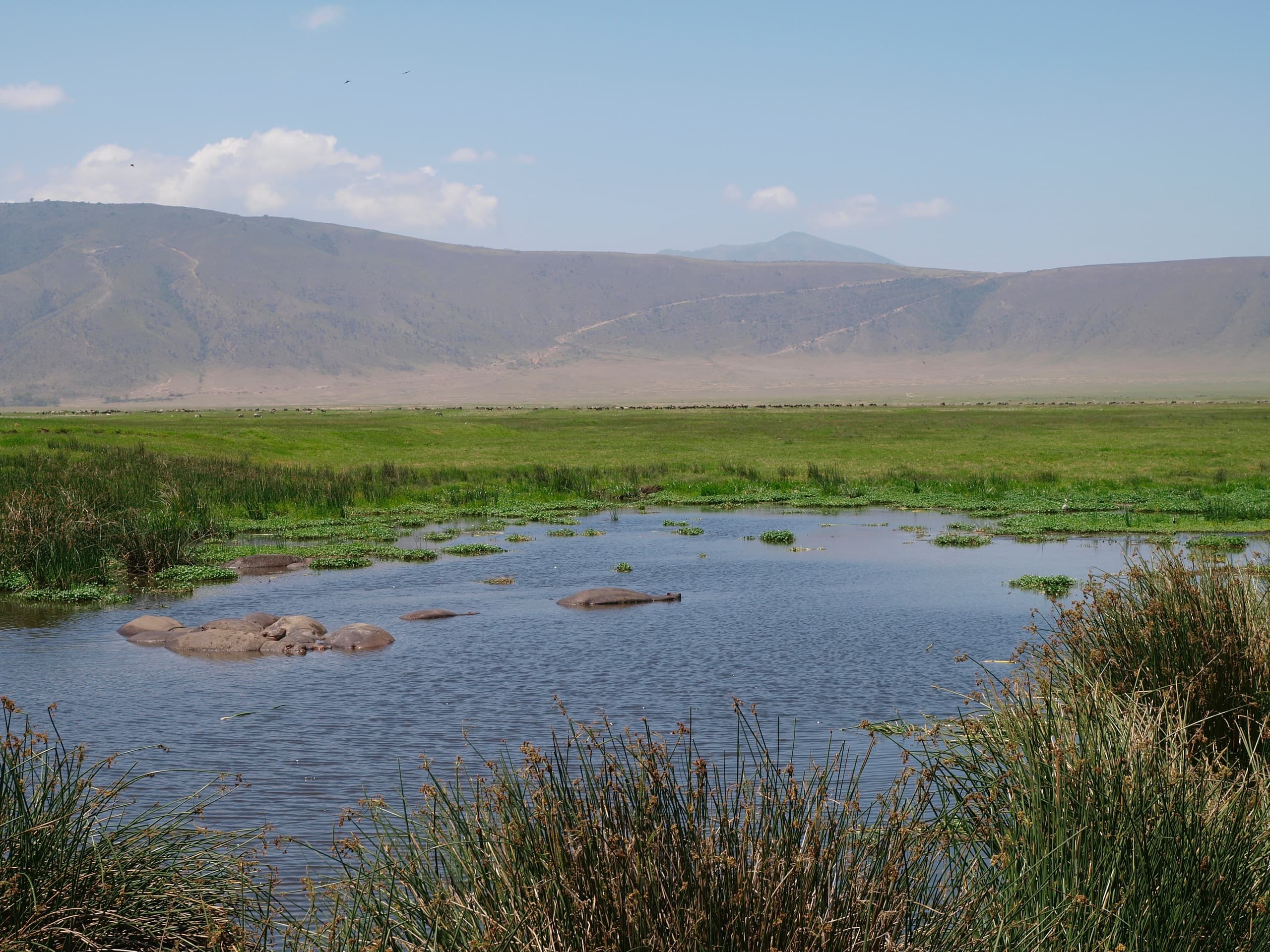 Wildlife on the floor of the Ngorongoro Crater, Tanzania