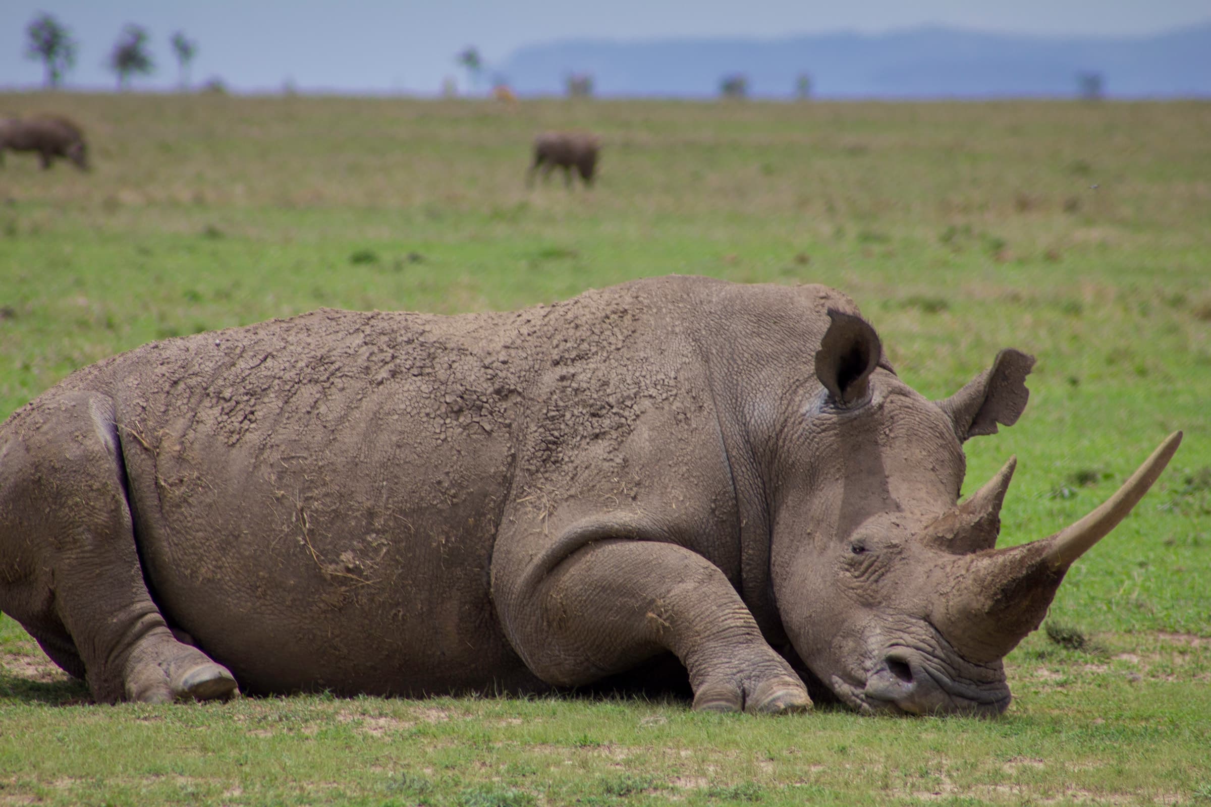 A rhinoceros resting in the grass of Ol Pejeta Conservancy, Kenya