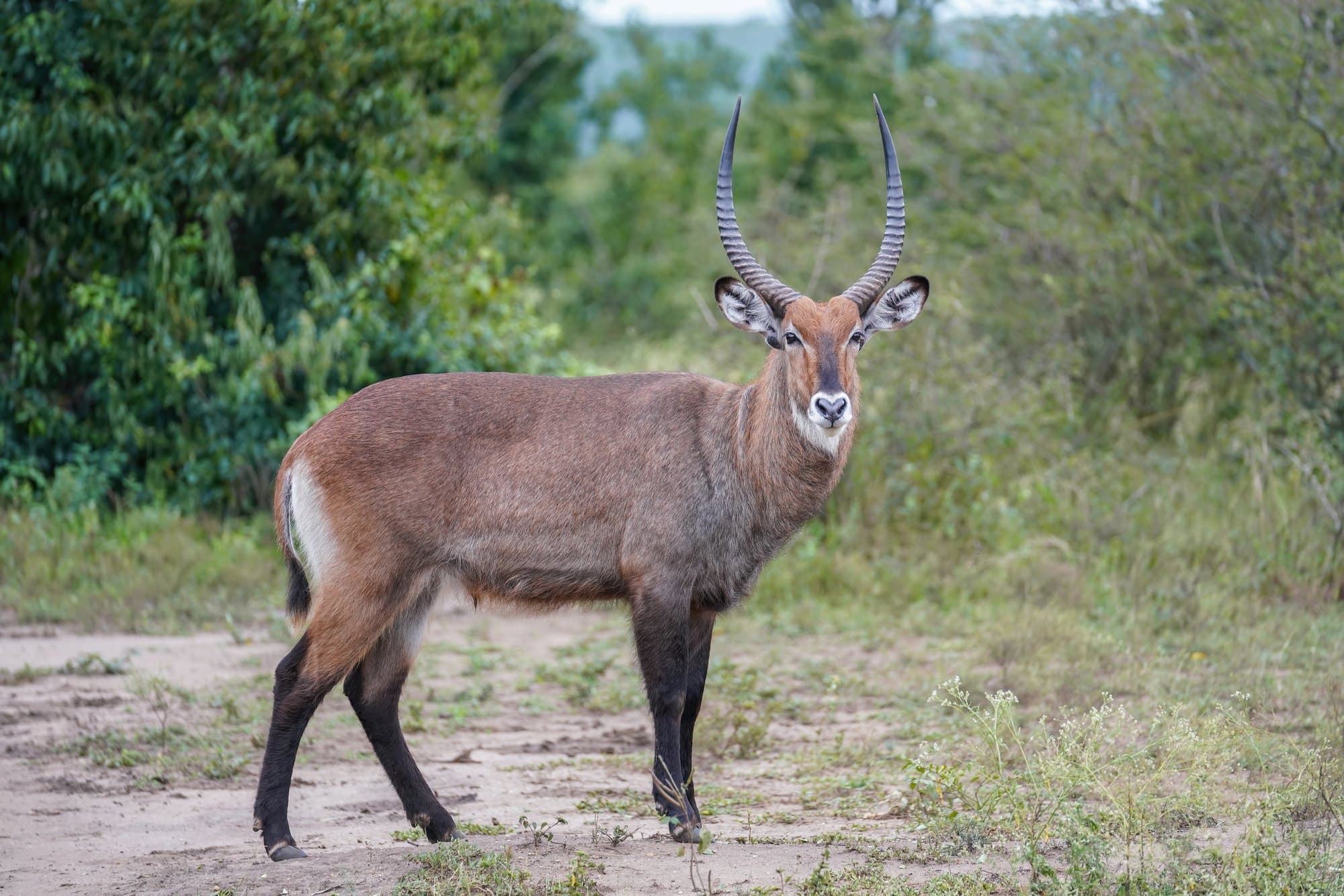 A waterbuck in Queen Elizabeth National Park, Uganda