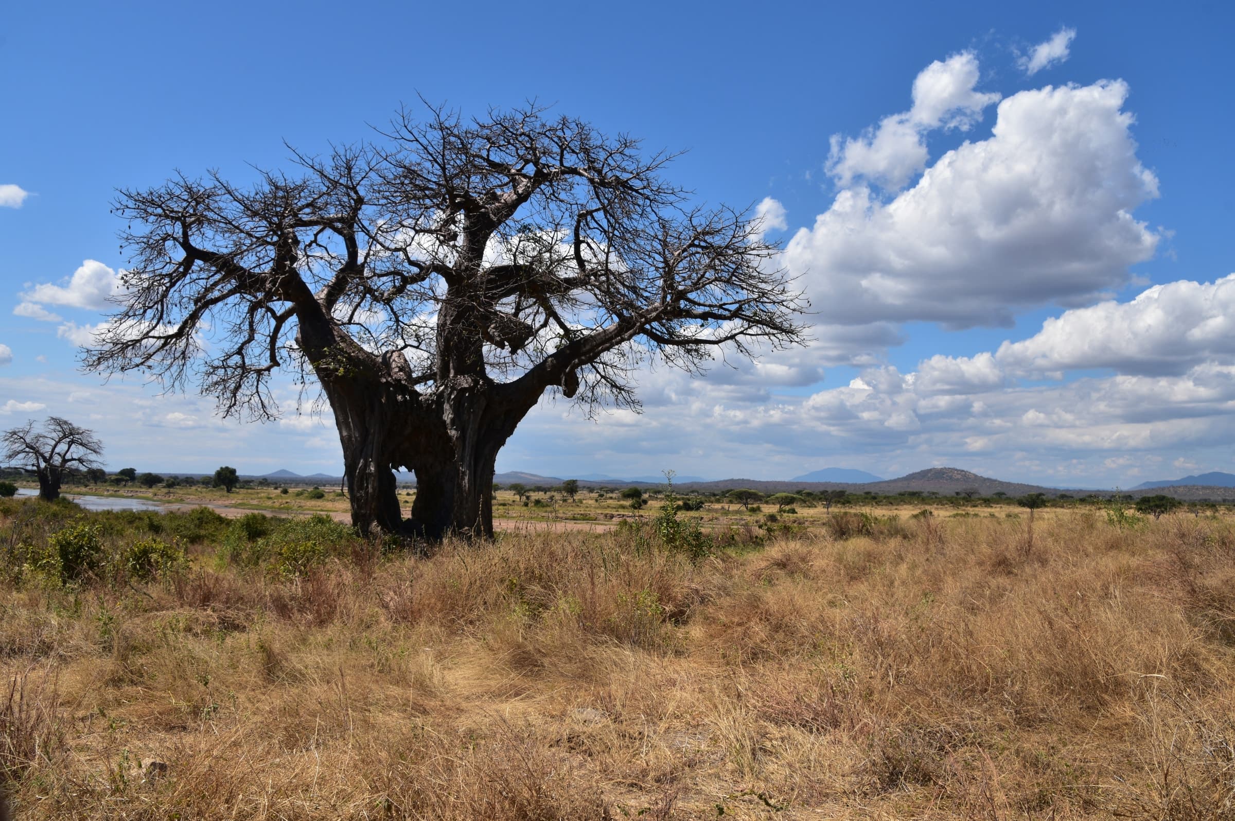 A baobab standing in dry grassland in Ruaha National Park, Tanzania