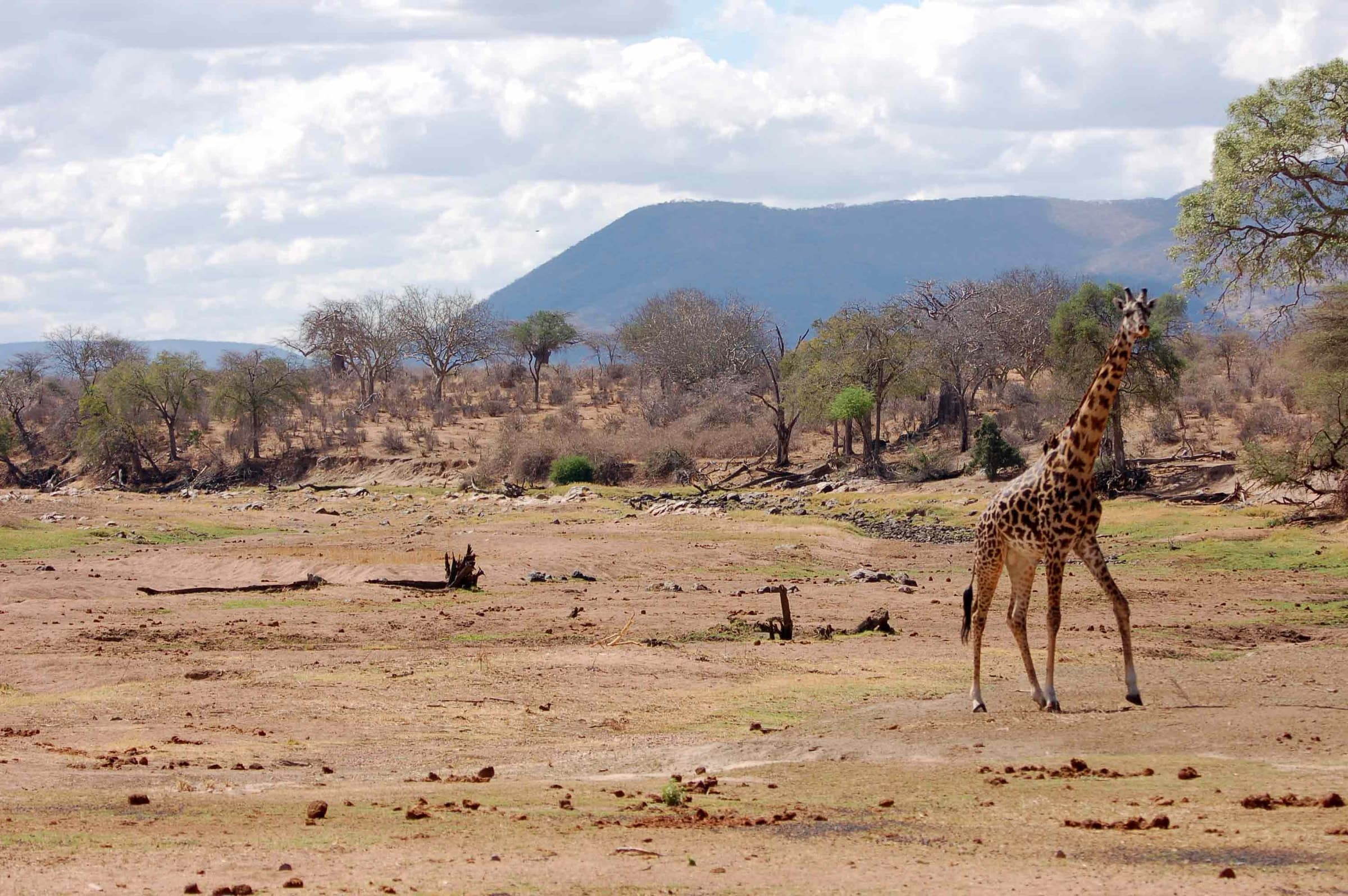 A giraffe beside the dry Great Ruaha River, Ruaha National Park, Tanzania