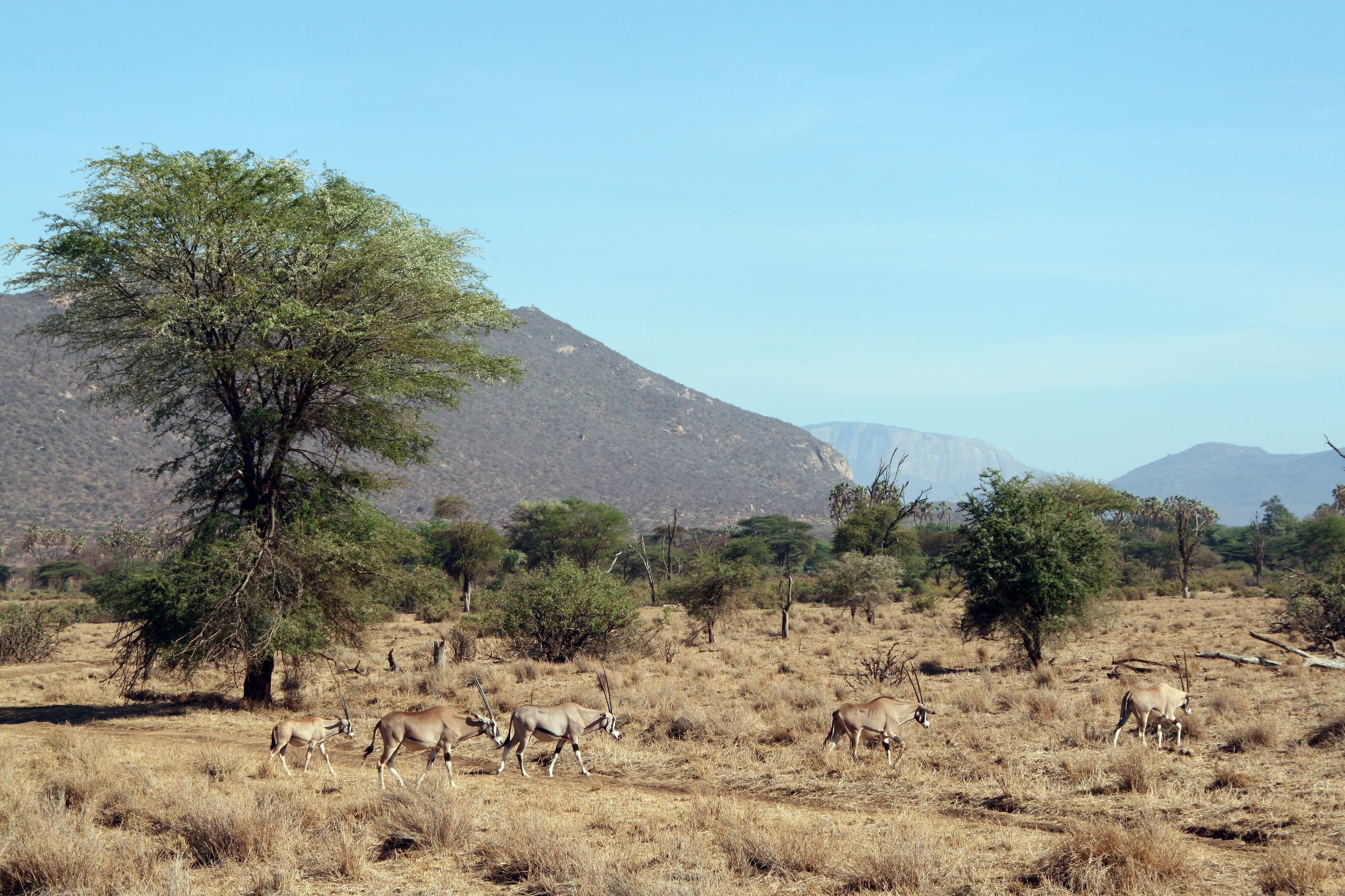 Acacia country below the hills of Samburu National Reserve, Kenya