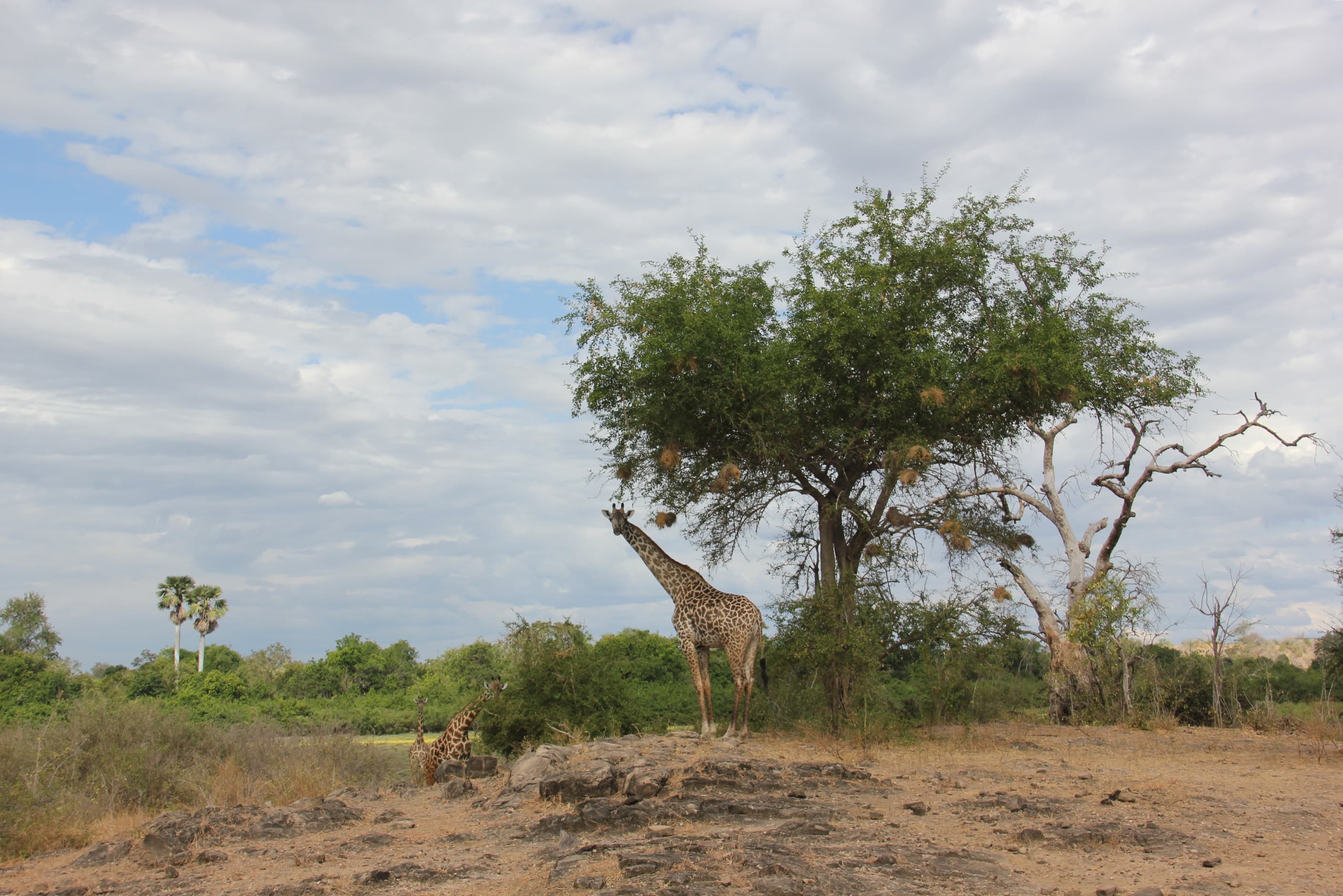 Giraffes in the Selous Game Reserve, Tanzania