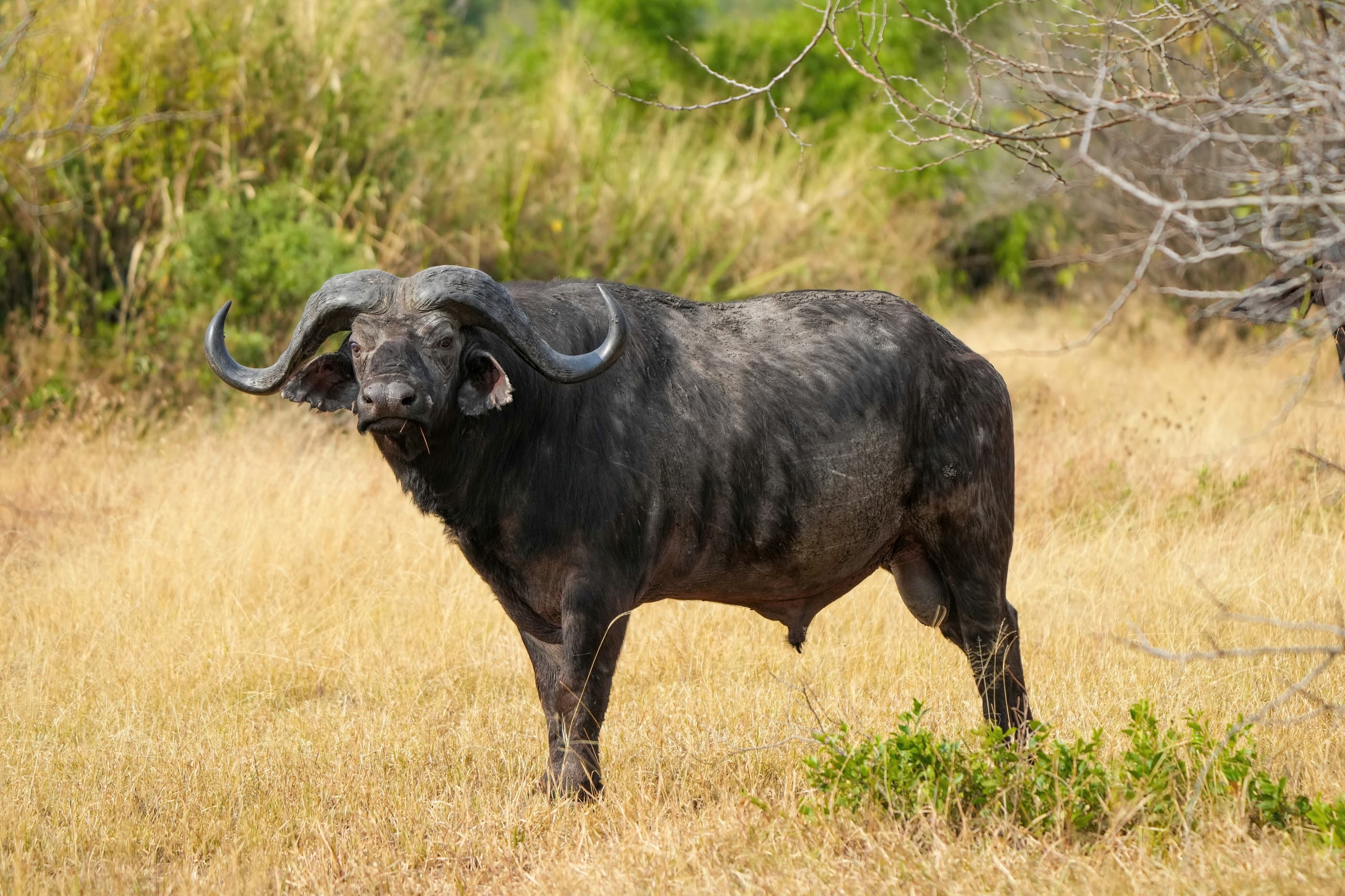 An African buffalo in Serengeti National Park, Tanzania
