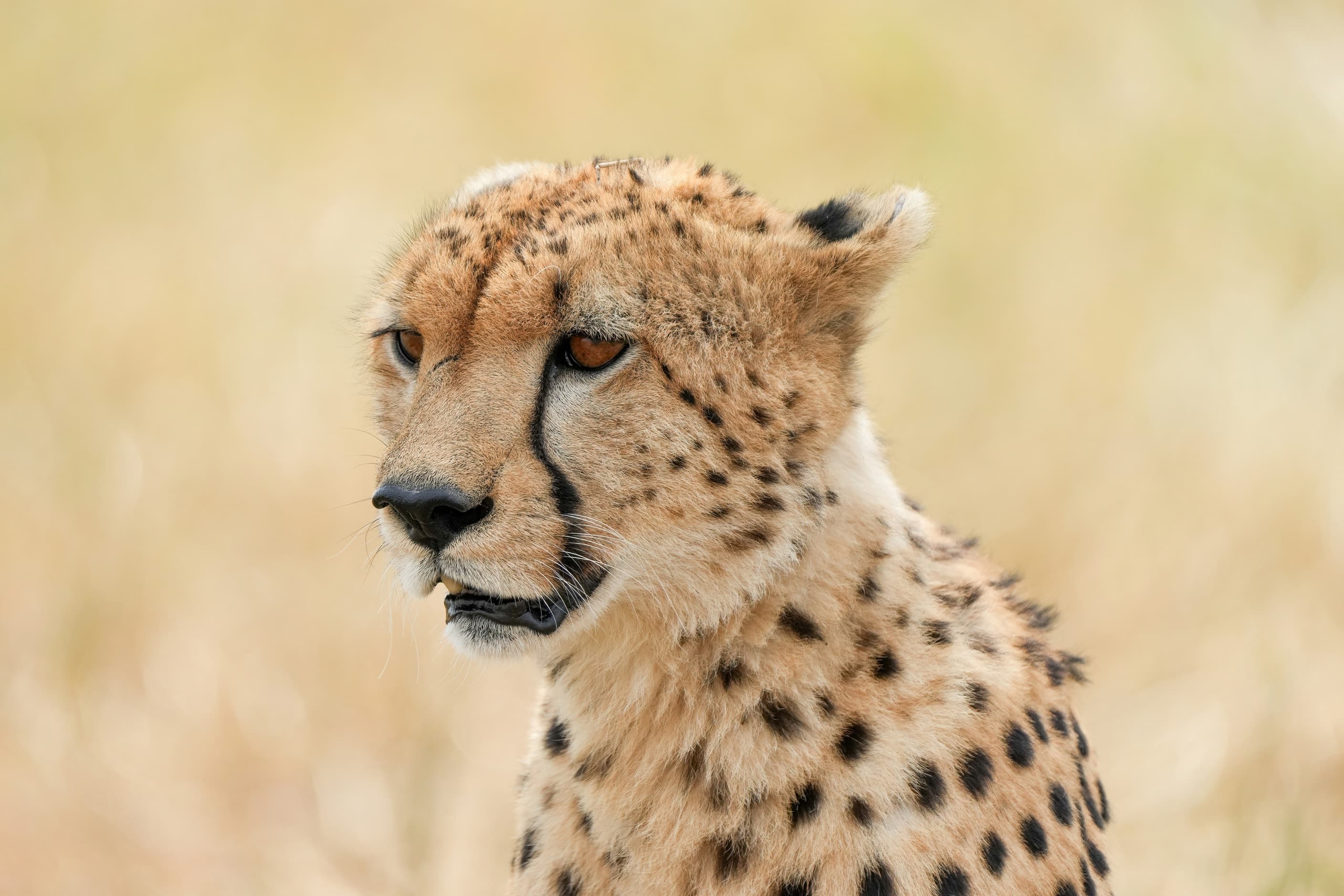 A cheetah in Serengeti National Park, Tanzania