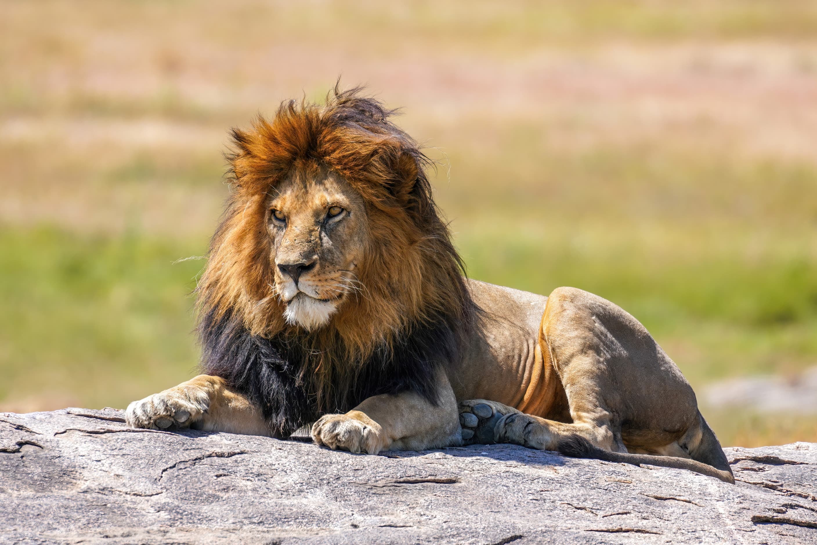 A male lion lying on a rock in Serengeti National Park, Tanzania