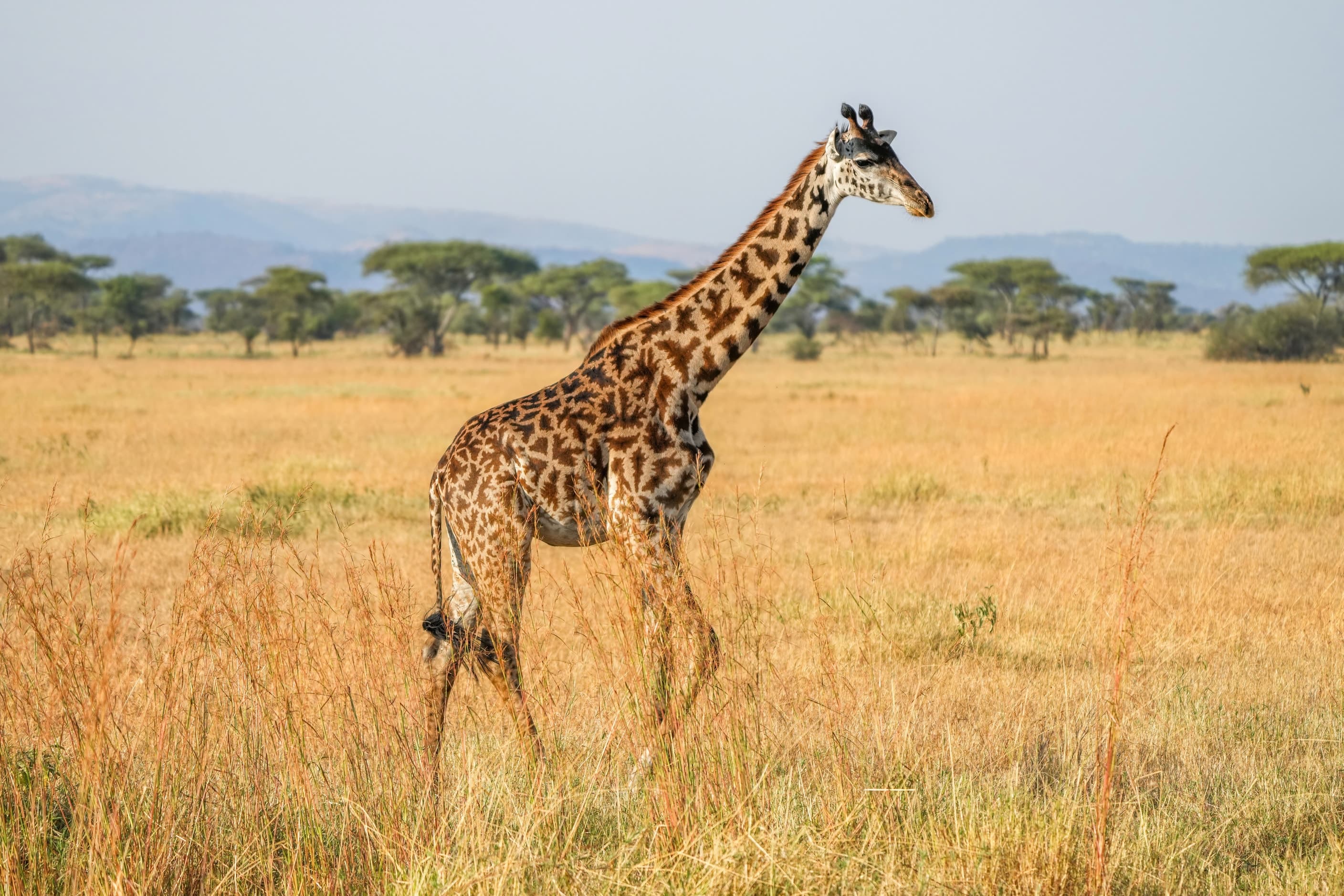 A Masai giraffe in Serengeti National Park, Tanzania