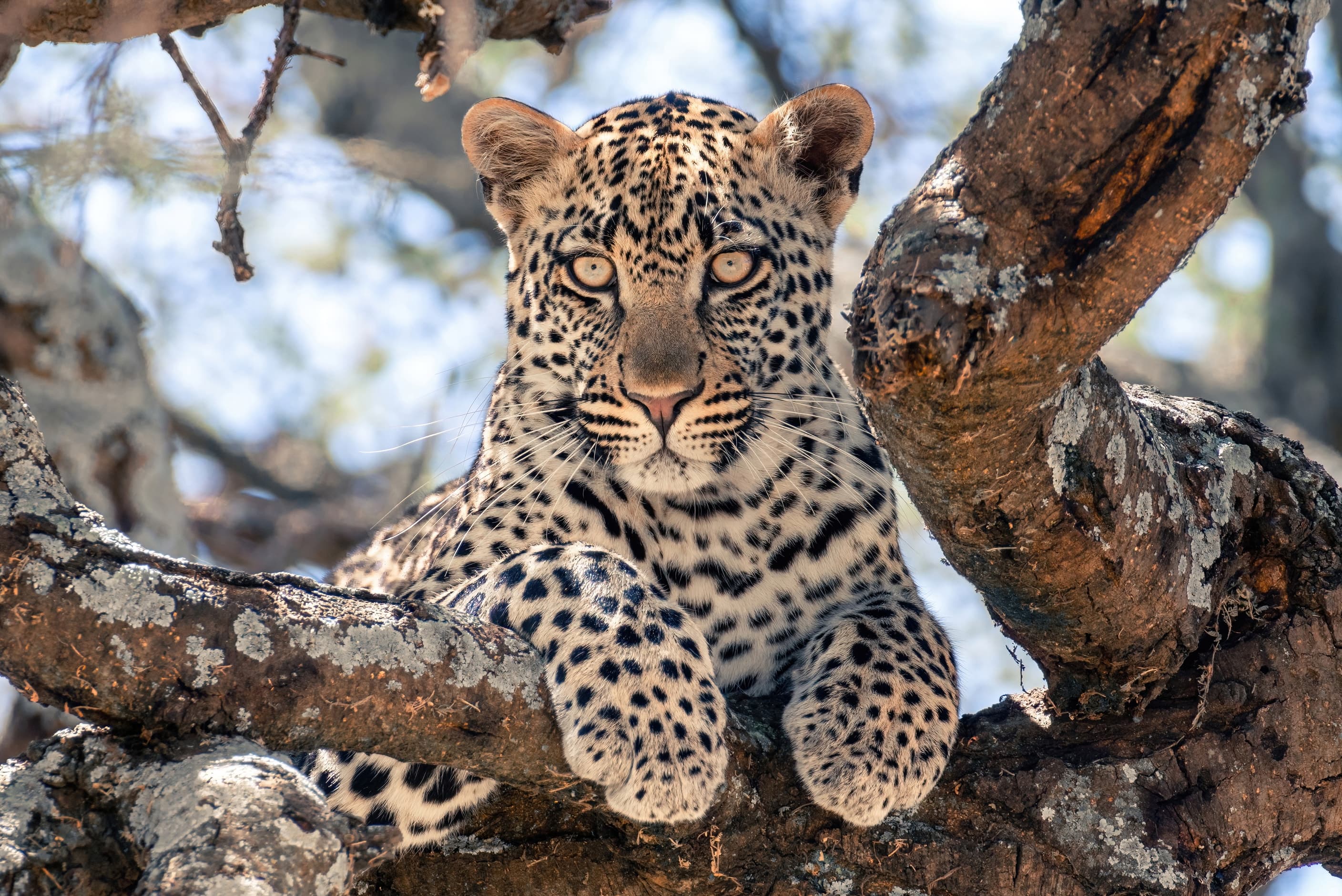 A young leopard resting in a tree in Serengeti National Park, Tanzania