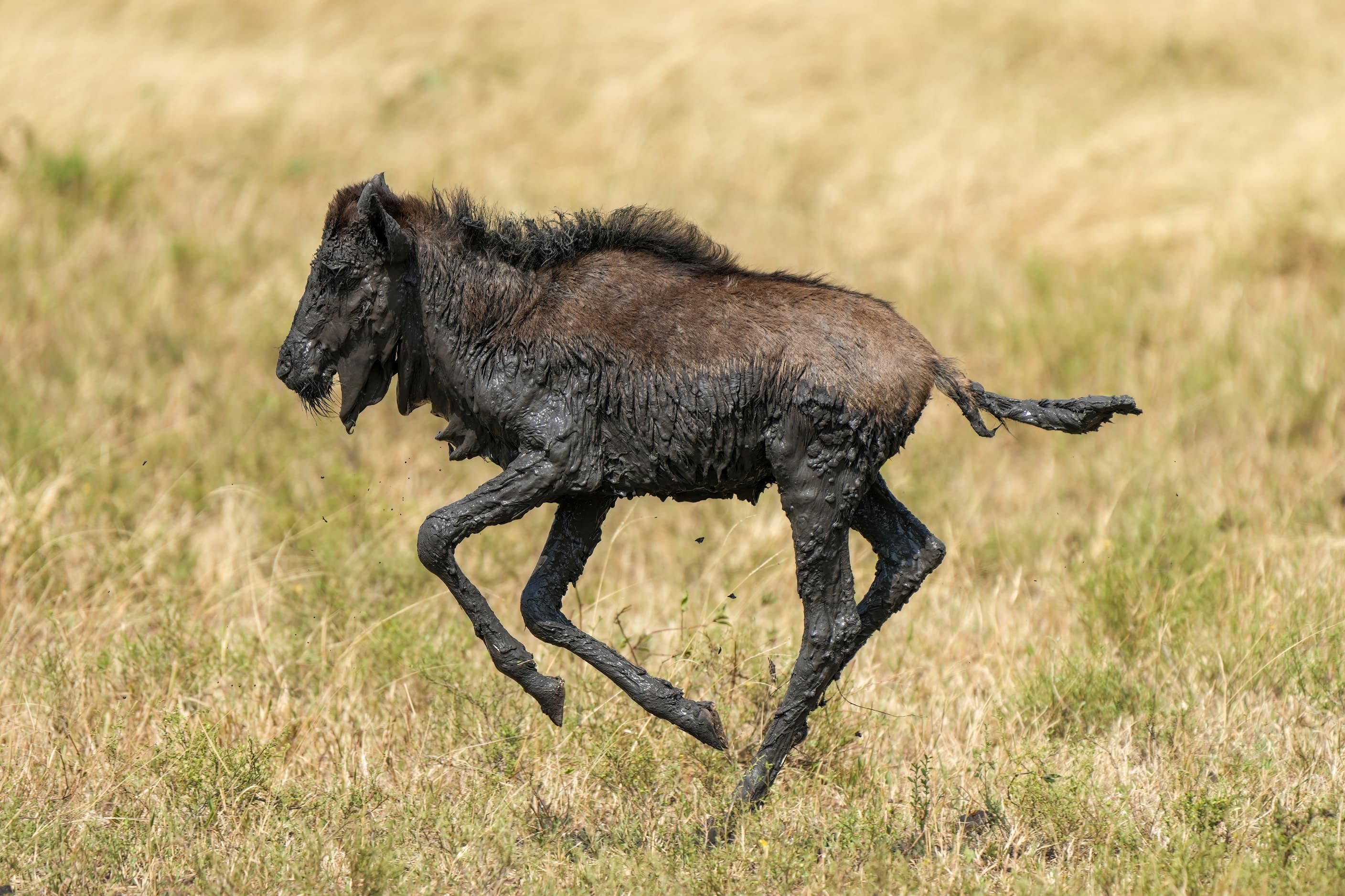 A young wildebeest running across the grass in Serengeti National Park, Tanzania