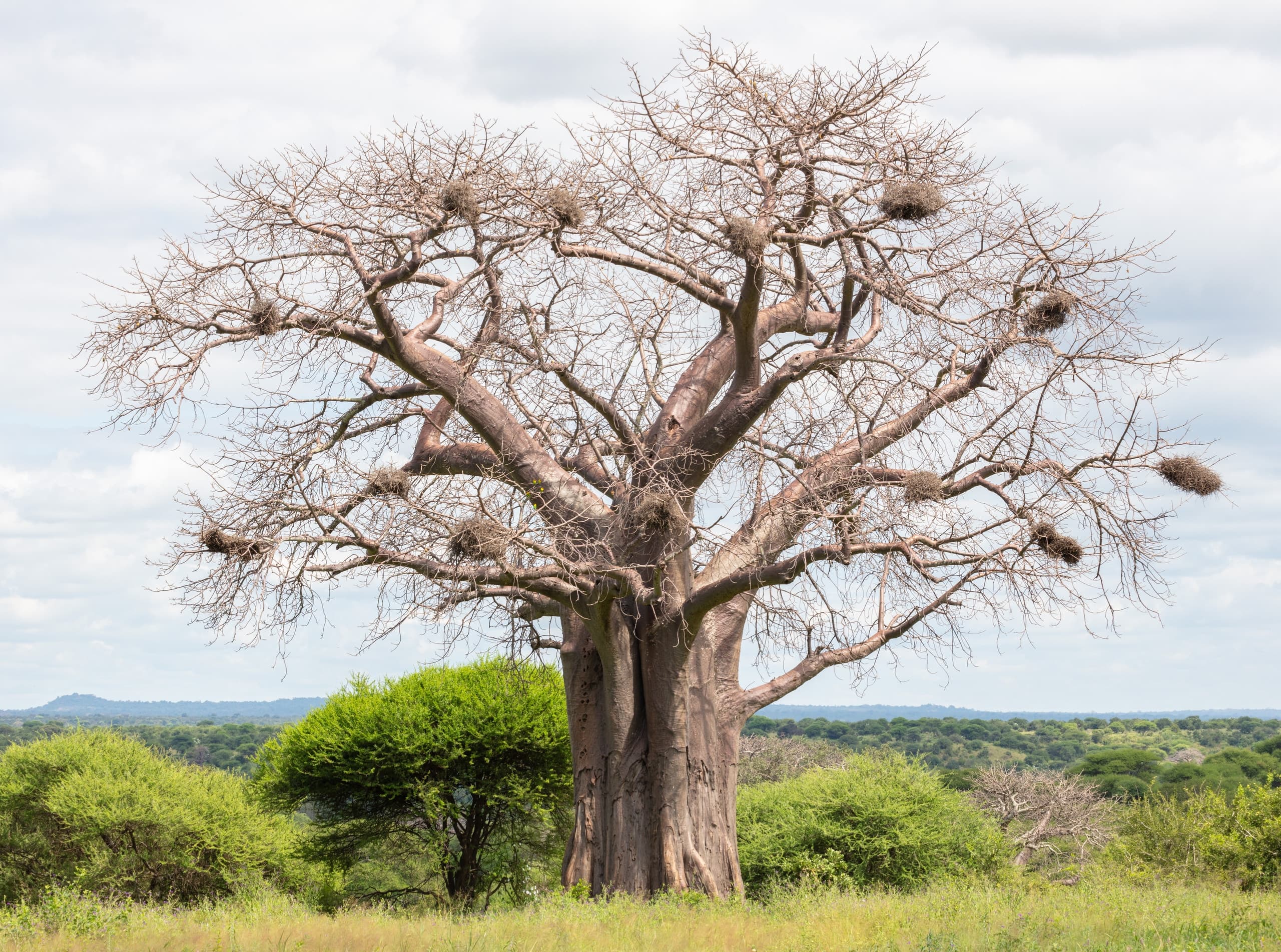 A baobab above green bush in Tarangire National Park, Tanzania