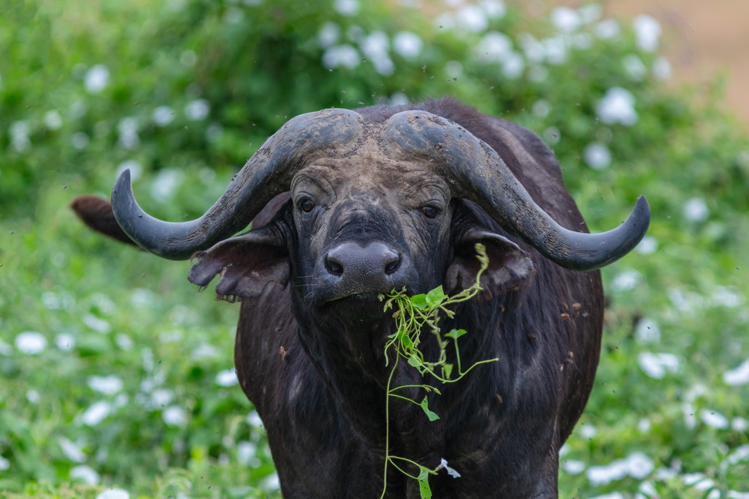 An African buffalo grazing in Tarangire National Park, Tanzania