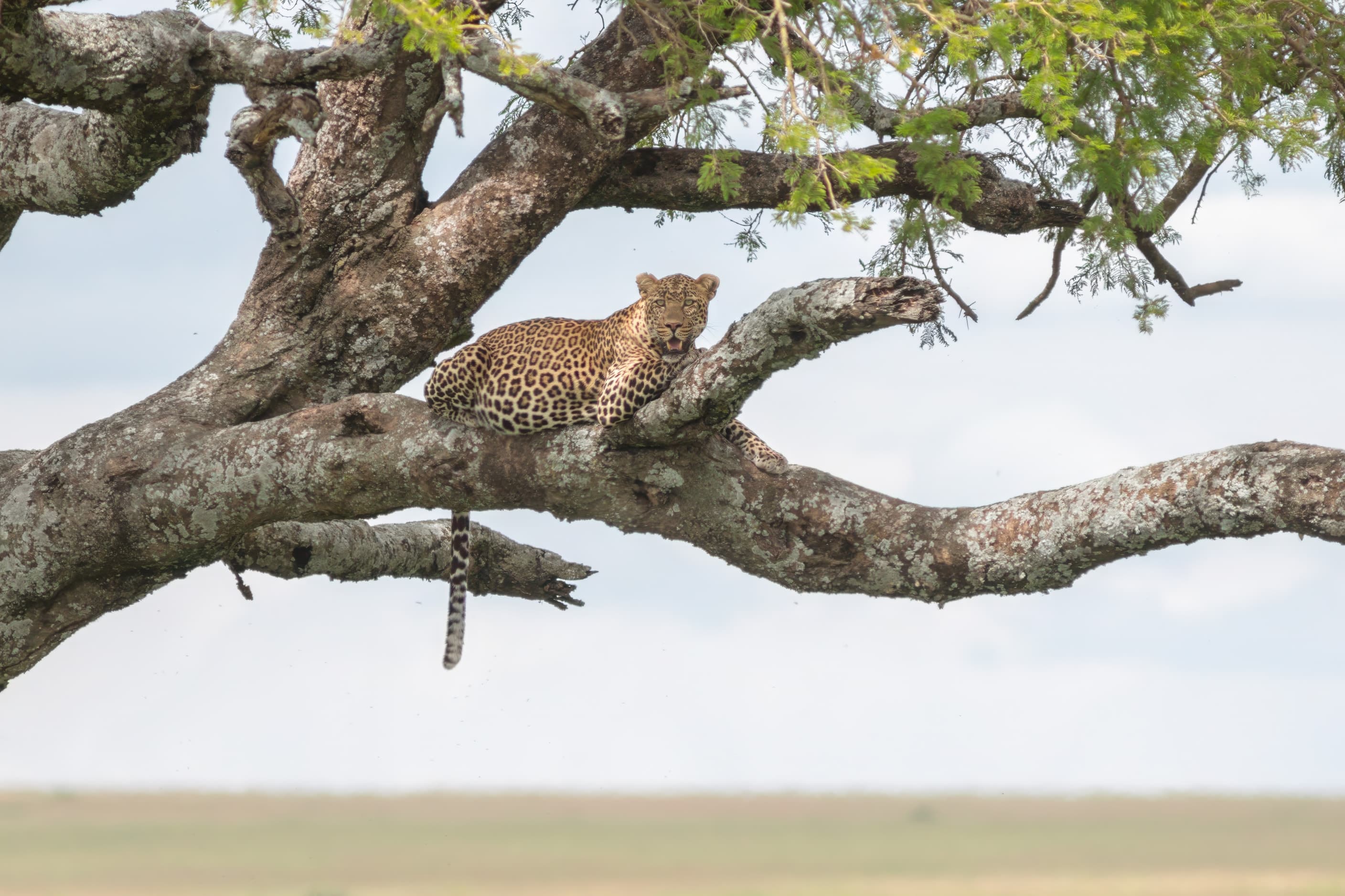 A leopard on a branch in Tarangire National Park, Tanzania
