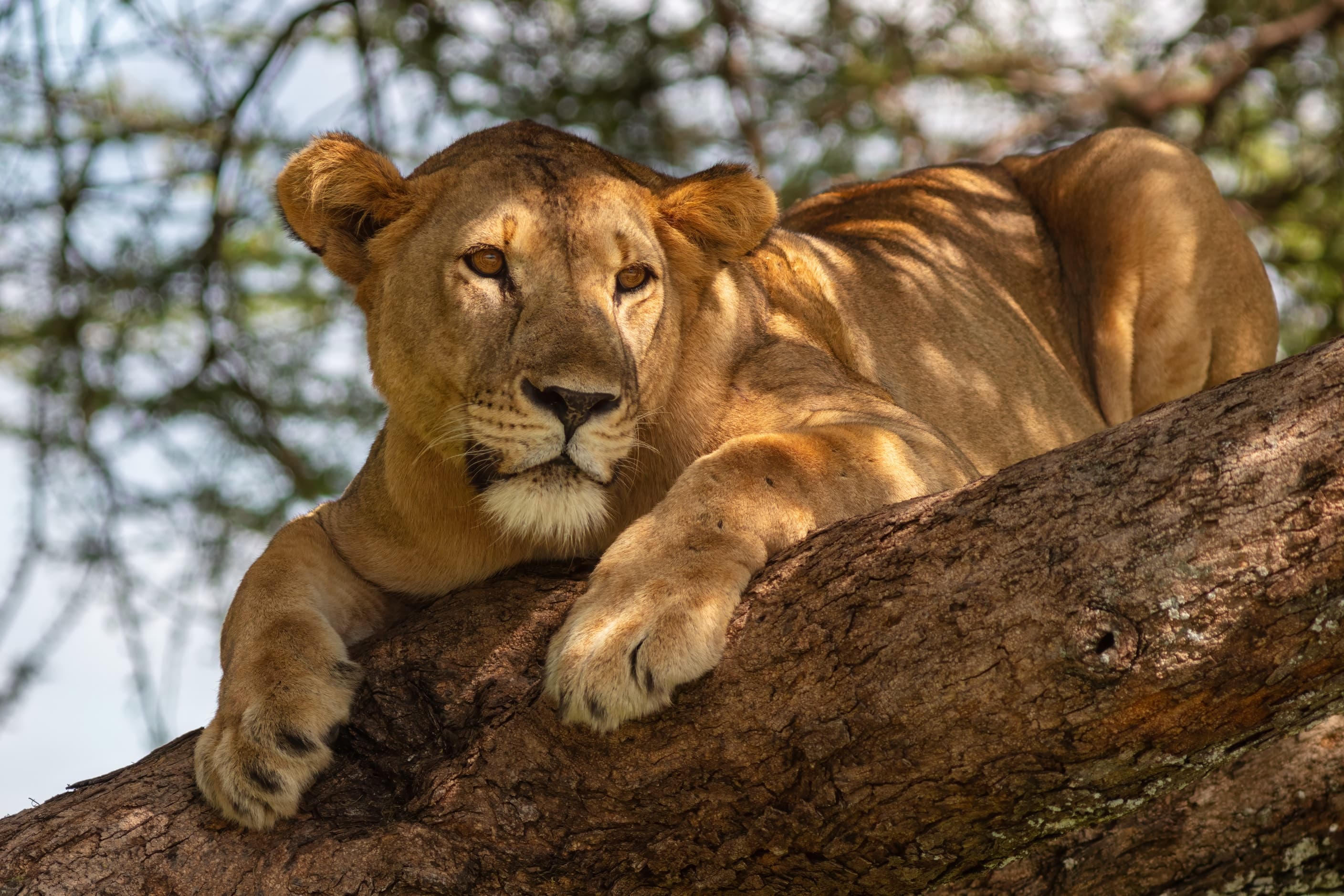 A lion resting in a tree in Tarangire National Park, Tanzania