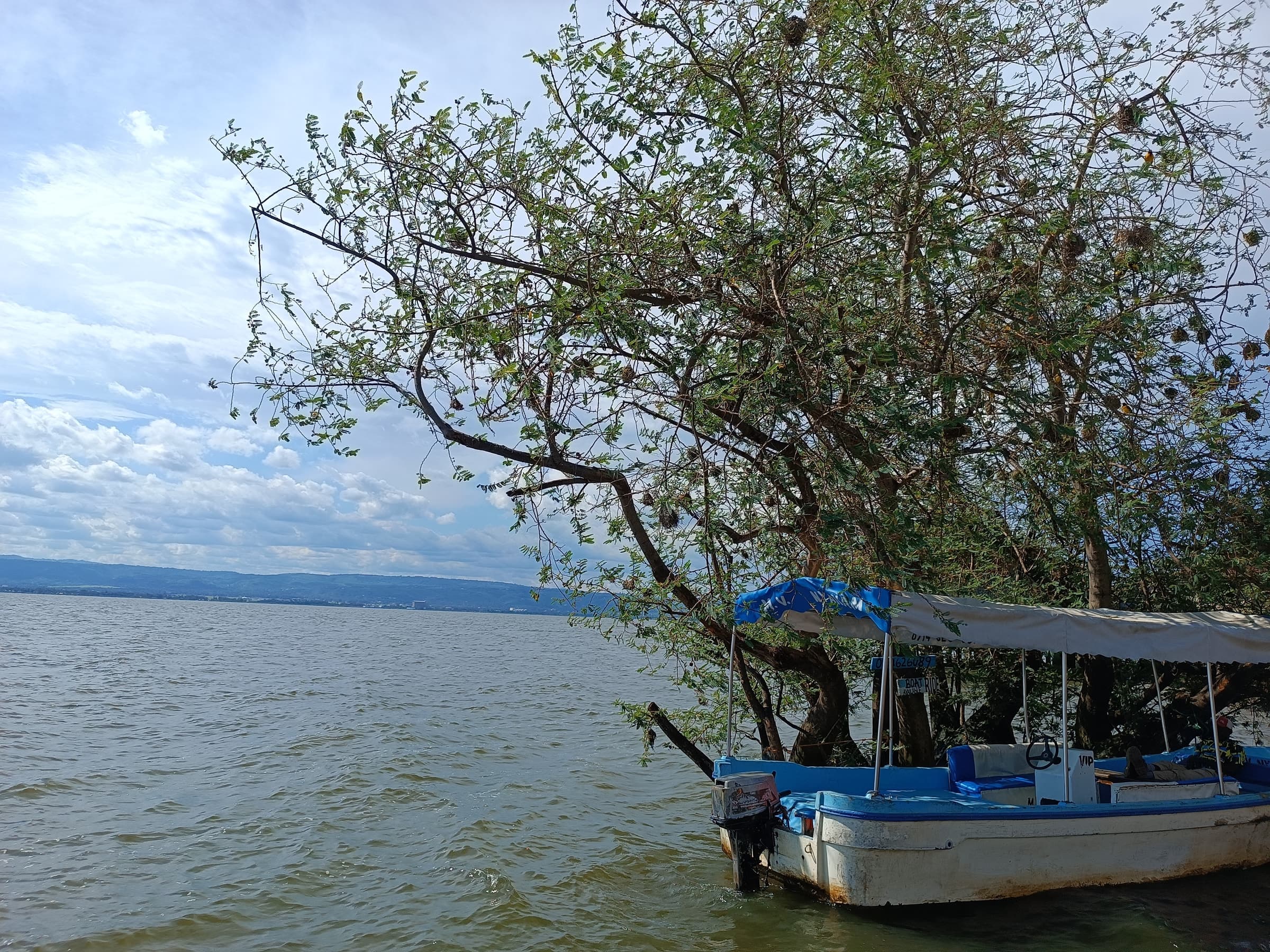 Boats moored by a tree on the shore of Lake Victoria at Kisumu, Kenya