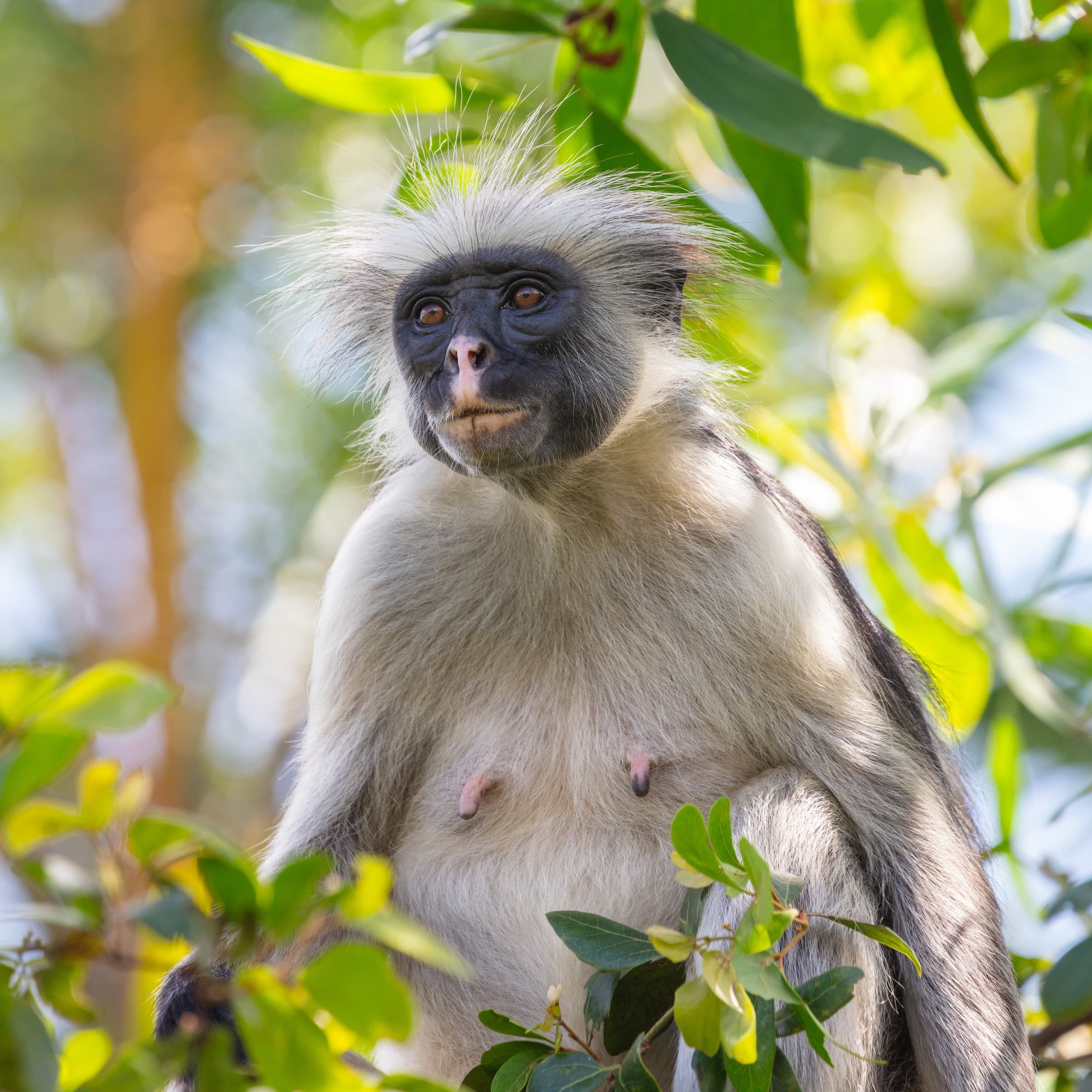 A Zanzibar red colobus monkey in Jozani Chwaka Bay National Park, Zanzibar