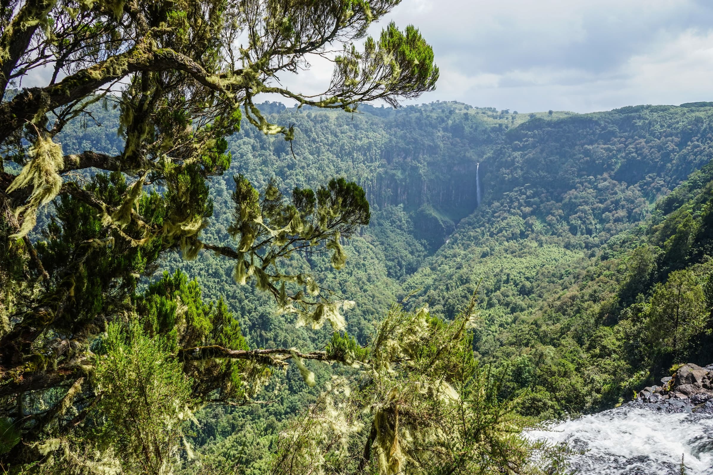 A forested valley in Aberdare National Park, Kenya