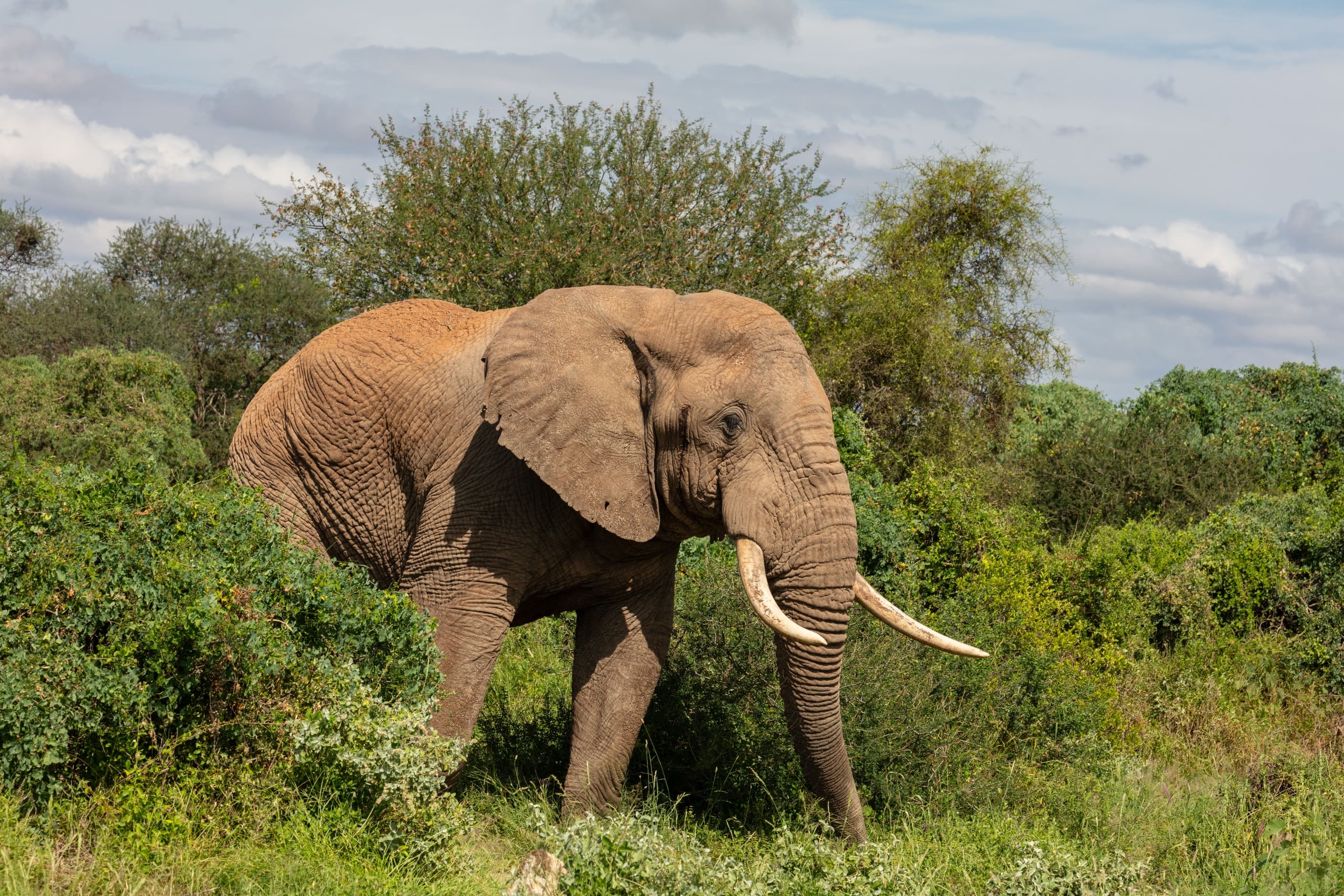 An African bush elephant in Amboseli National Park, Kenya