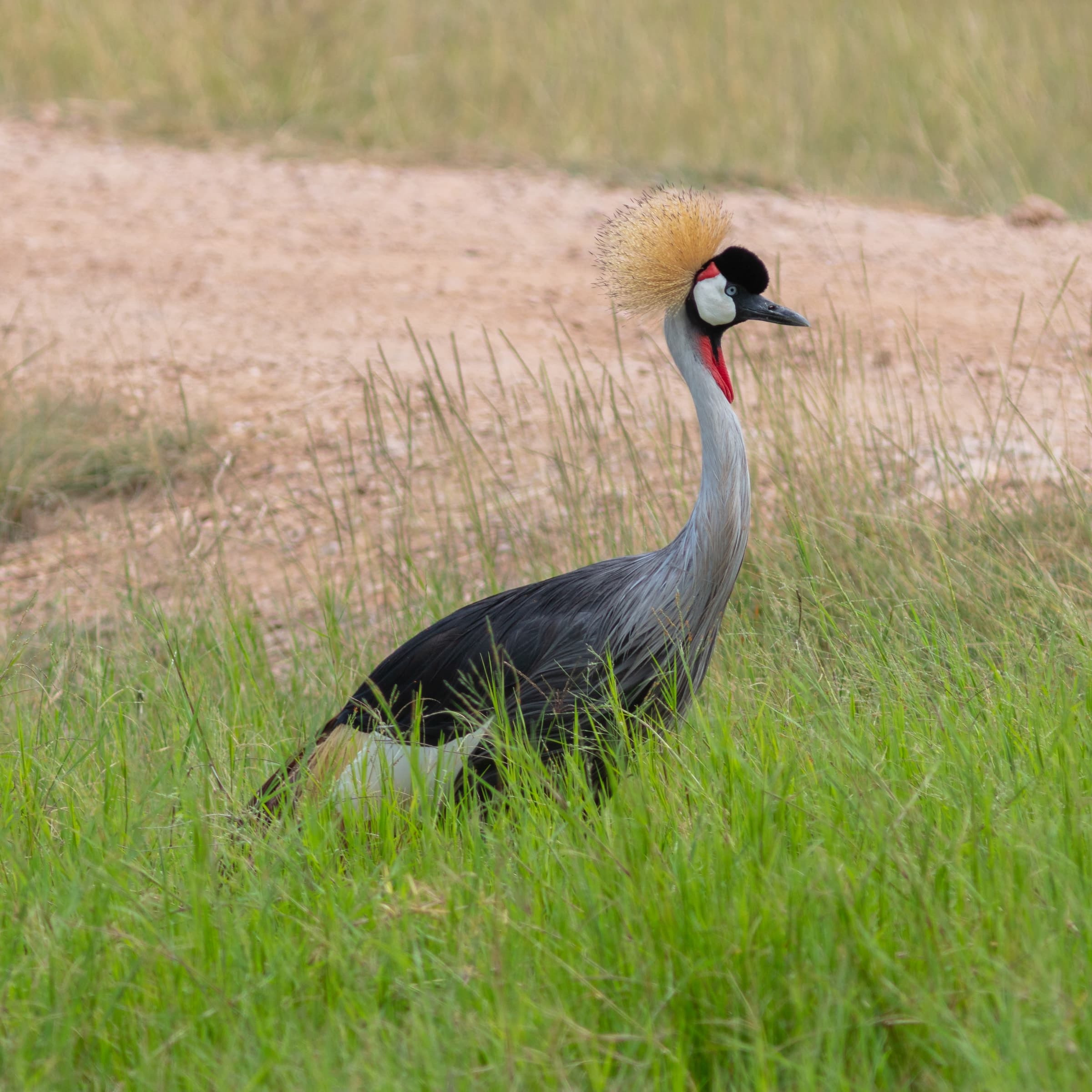 A grey crowned crane in the grass of Amboseli National Park, Kenya