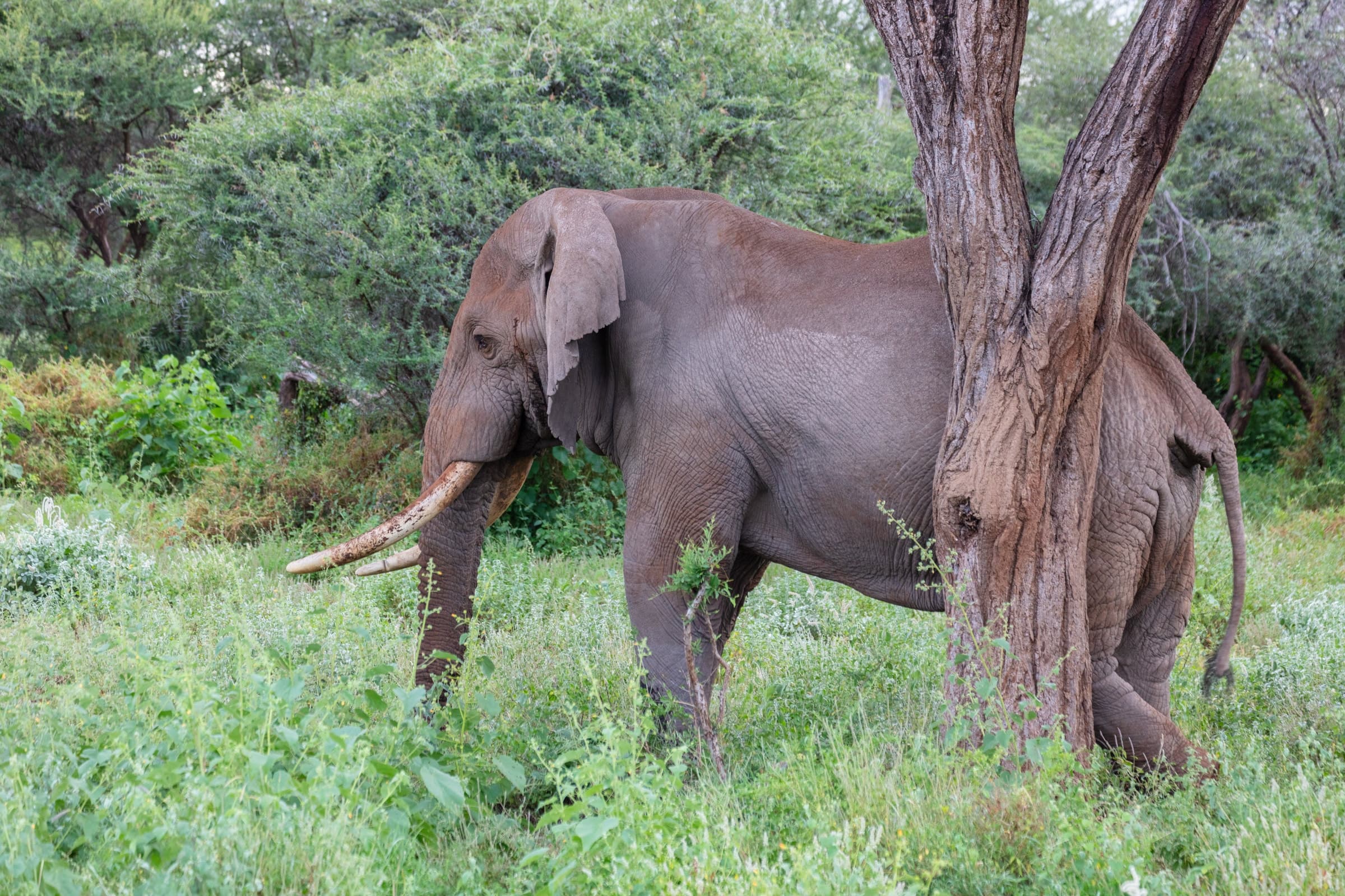 An African bush elephant beside an acacia trunk in Amboseli National Park, Kenya