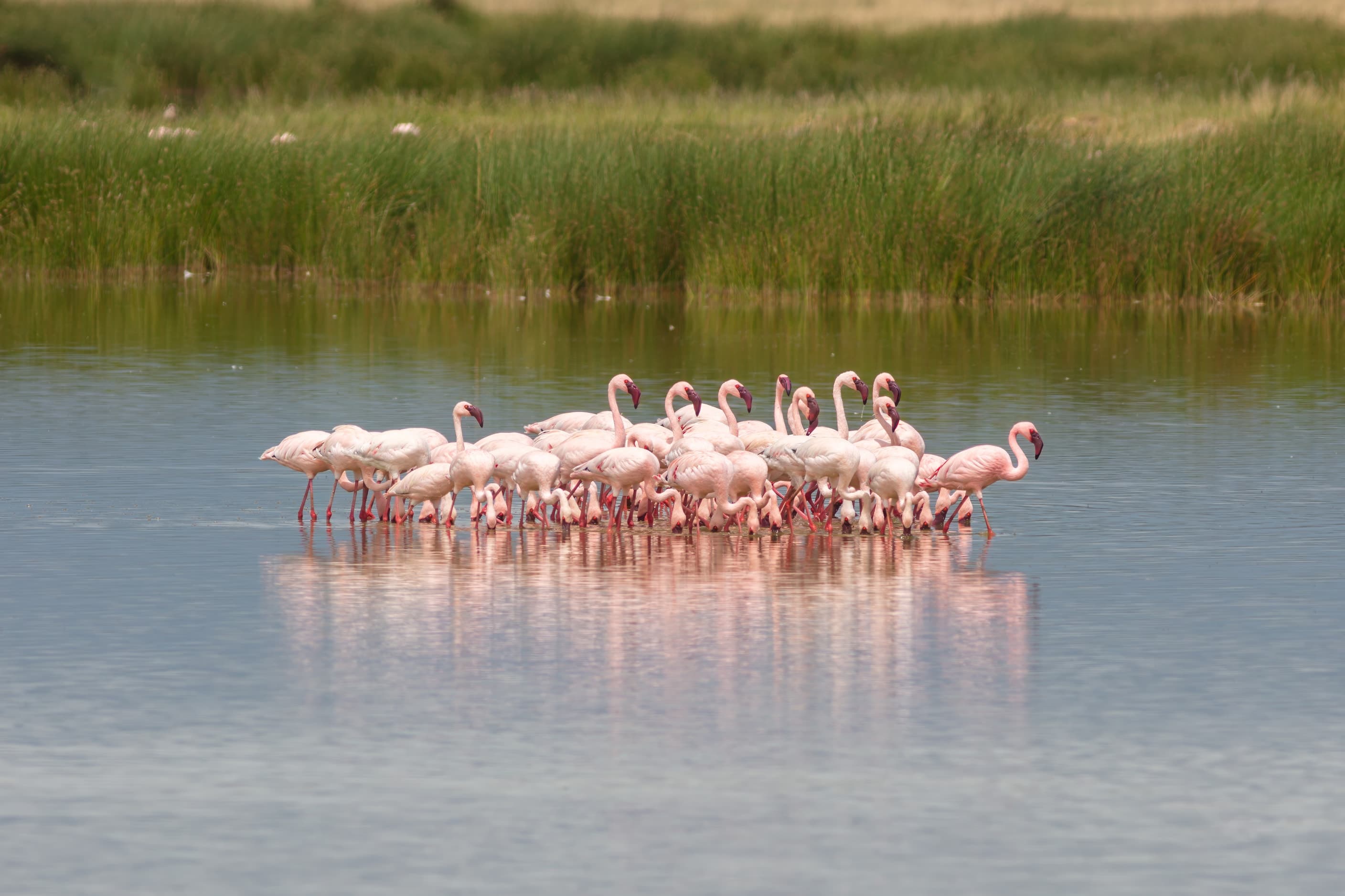 Lesser flamingos in Amboseli National Park, Kenya