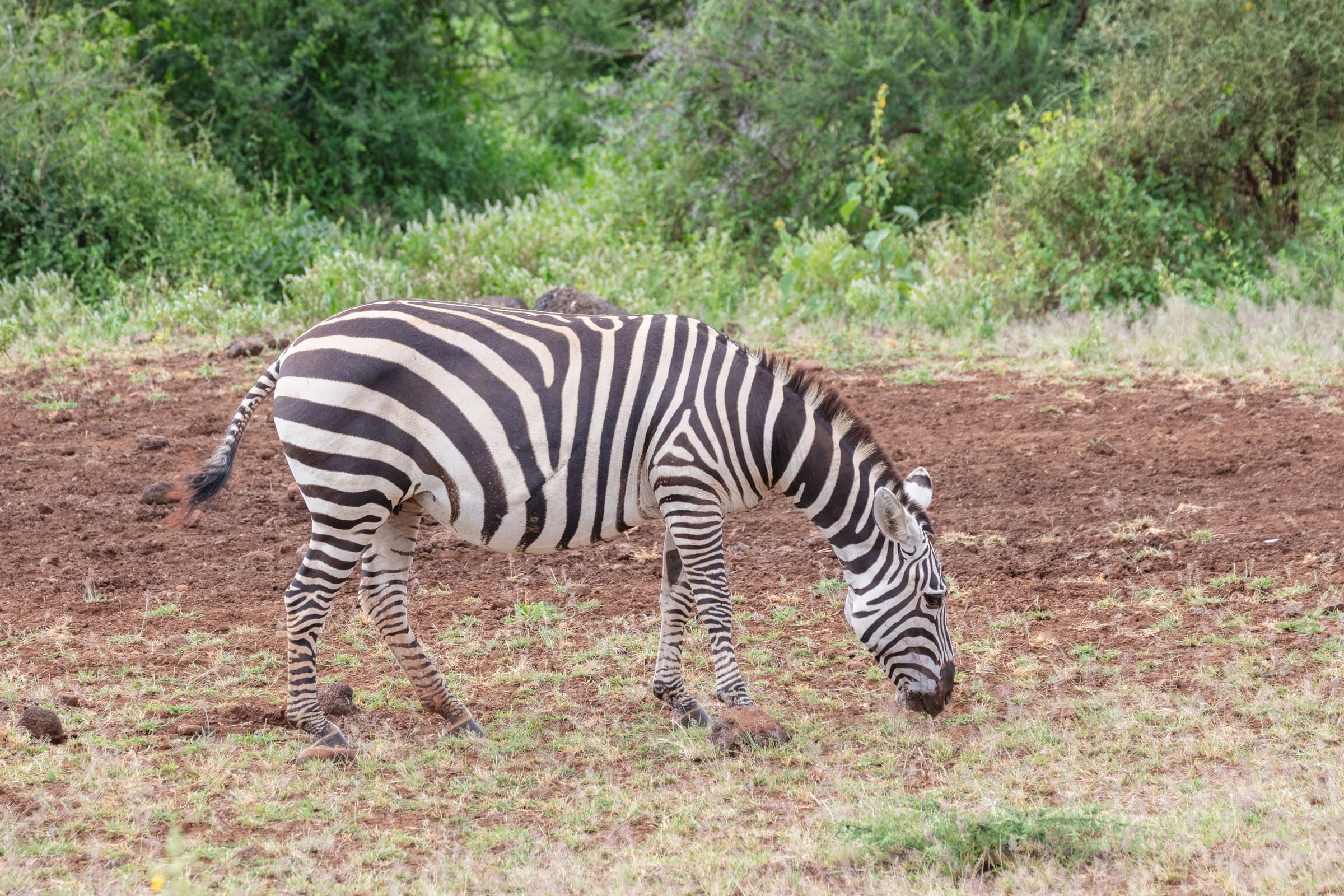 A plains zebra grazing in Amboseli National Park, Kenya