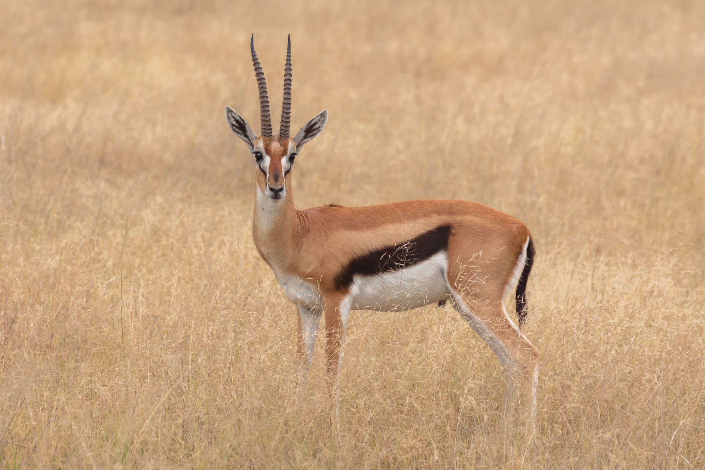 A Thomson’s gazelle in dry grass in Amboseli National Park, Kenya