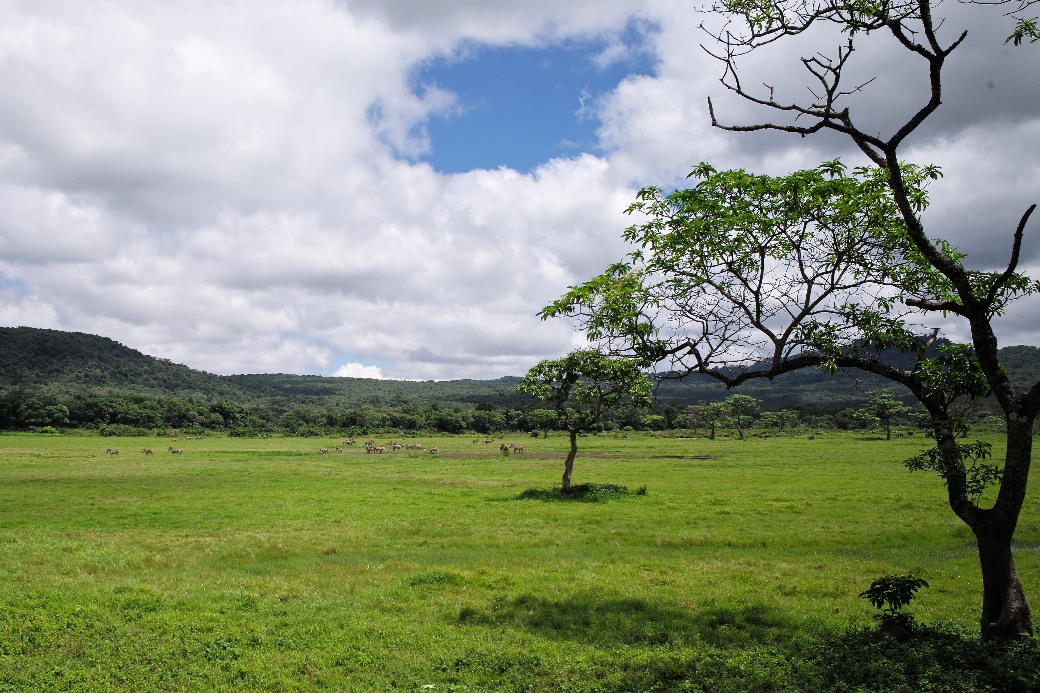 Grassland and forest in Arusha National Park, Tanzania