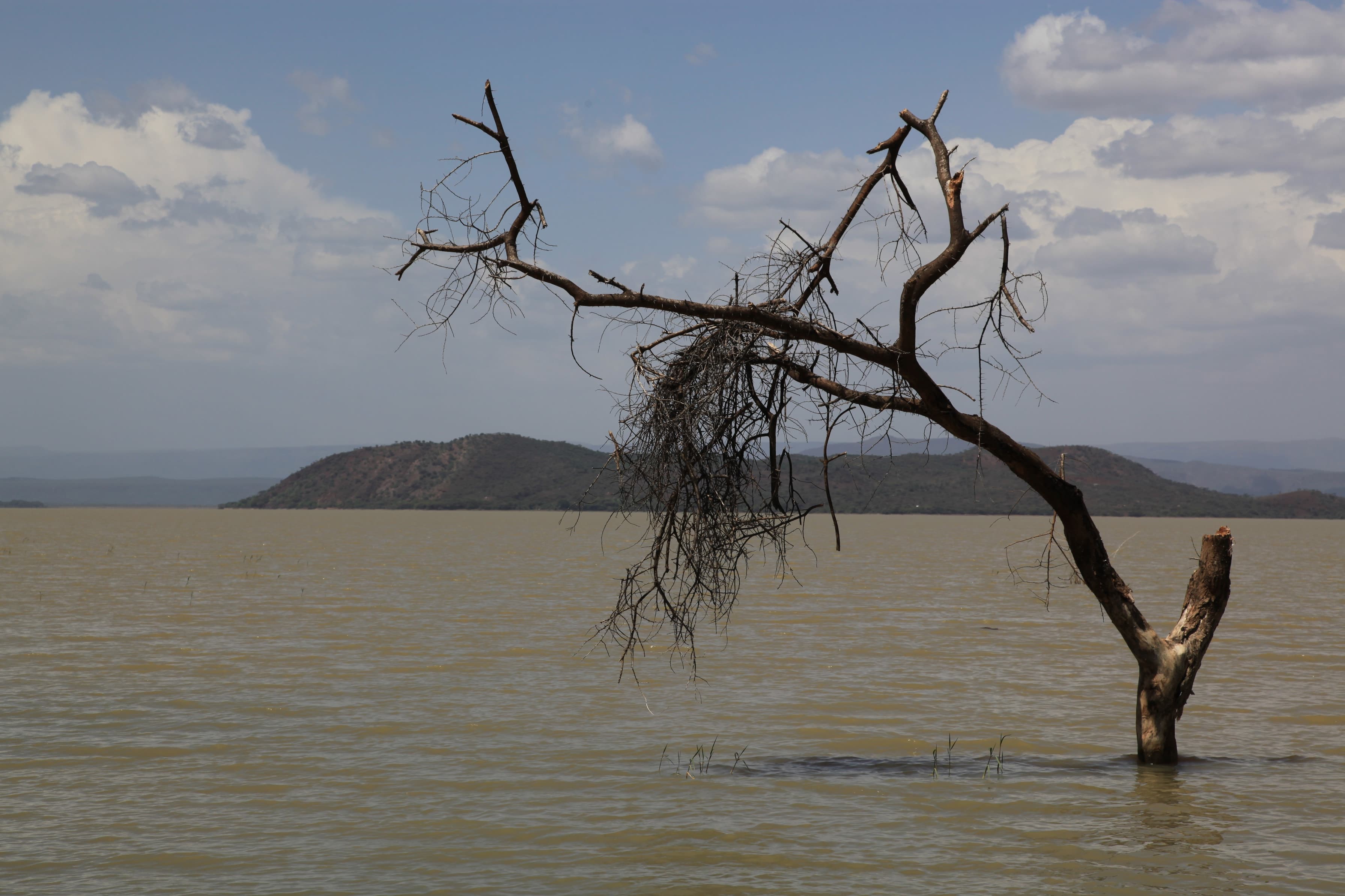 A dead tree standing in the waters of Lake Baringo, Kenya