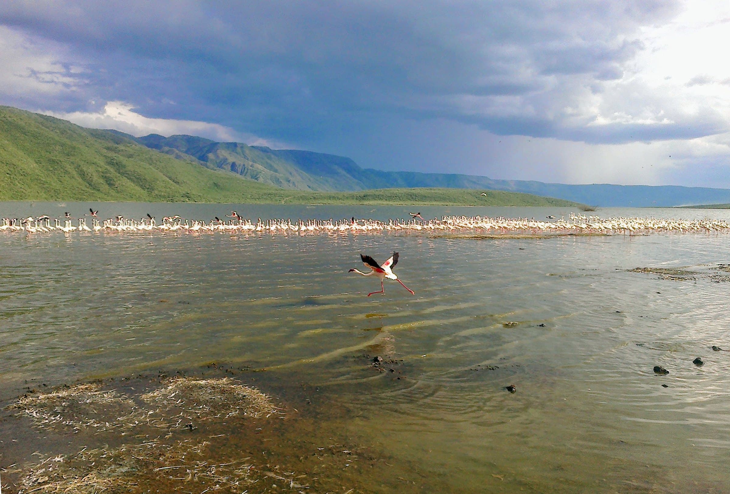 Flamingos along the shore of Lake Bogoria, Kenya