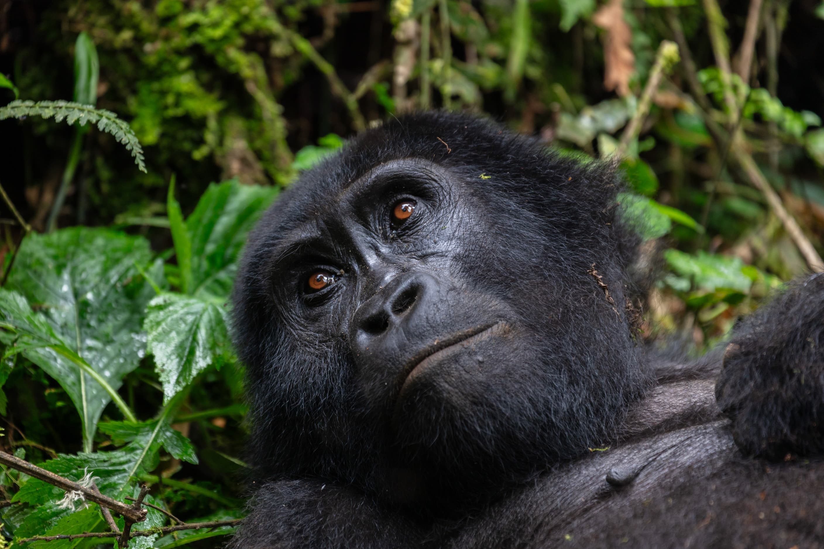 A mountain gorilla looking up from the forest floor in Bwindi Impenetrable National Park, Uganda