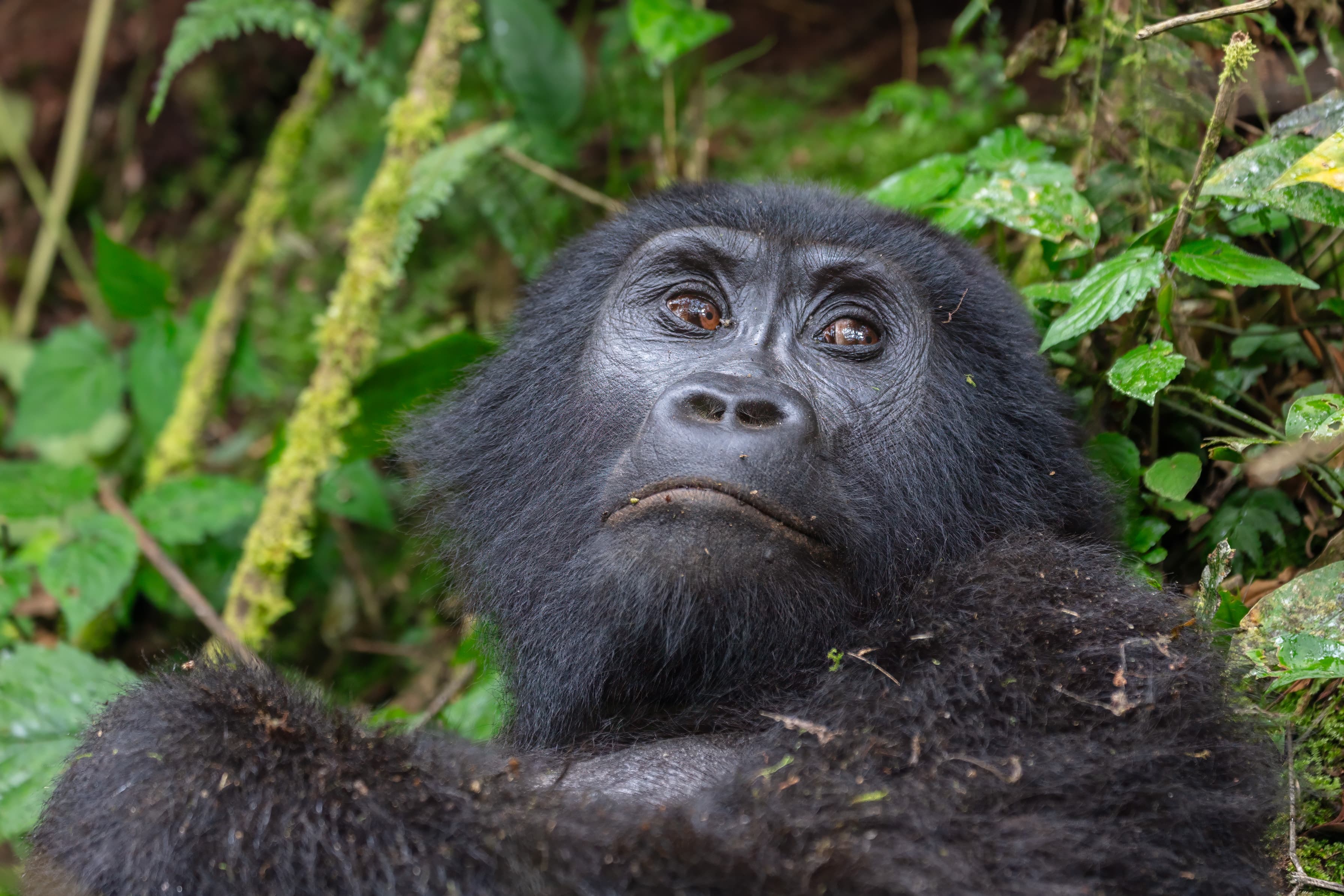 A mountain gorilla in Bwindi Impenetrable National Park, Uganda