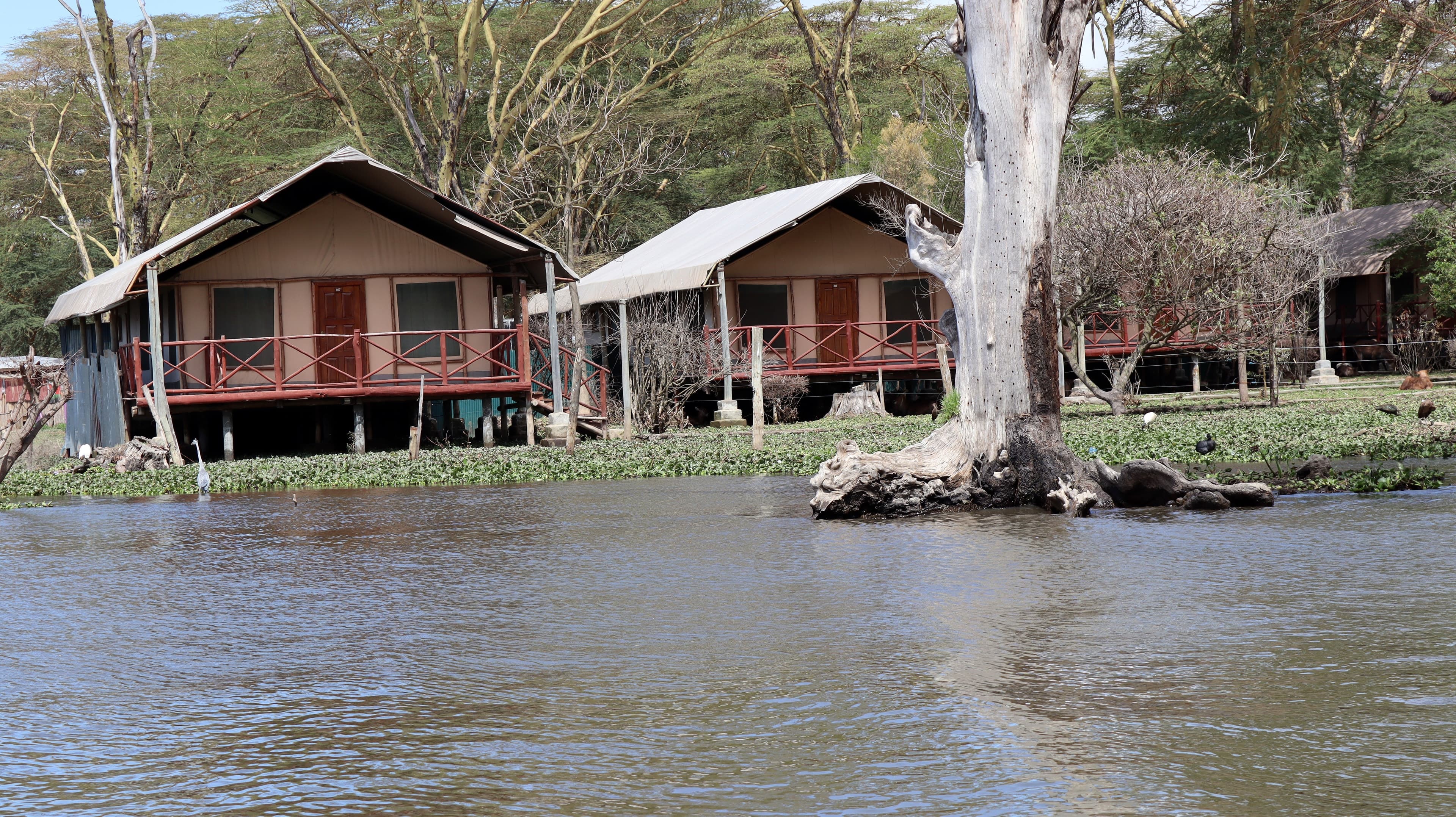 Raised tents with timber verandahs among trees on the lakeshore at Lake Naivasha Crescent Camp, seen from the water