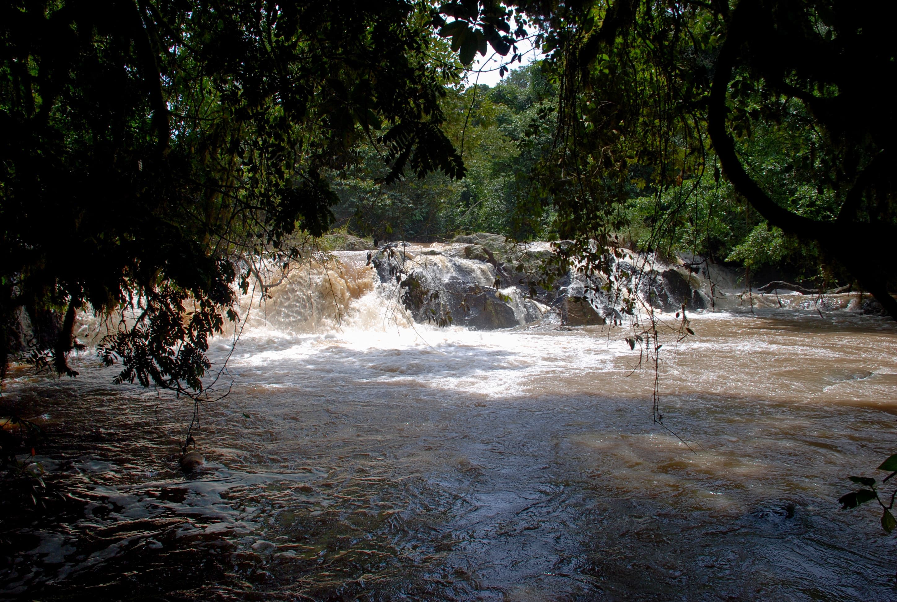A stream through the tropical forest of Kakamega Forest National Reserve, Kenya