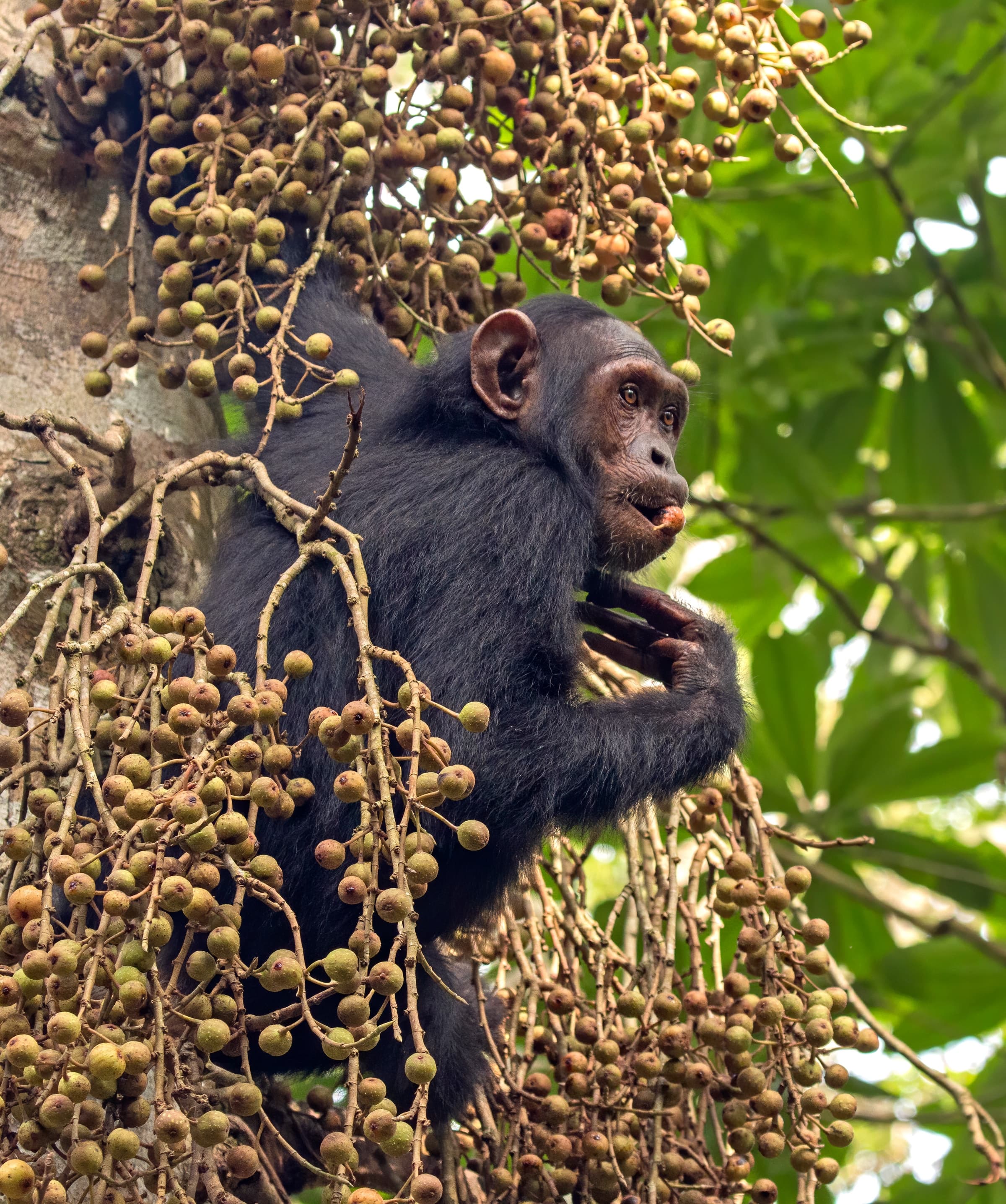 A chimpanzee feeding on figs in Kibale National Park, Uganda