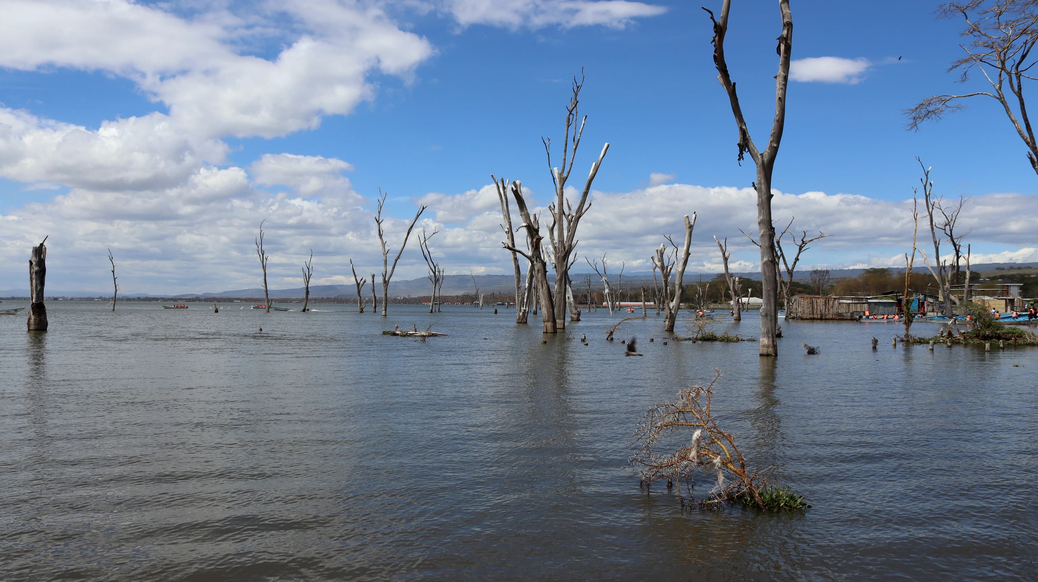 Drowned acacia trees standing in the shallows of Lake Naivasha