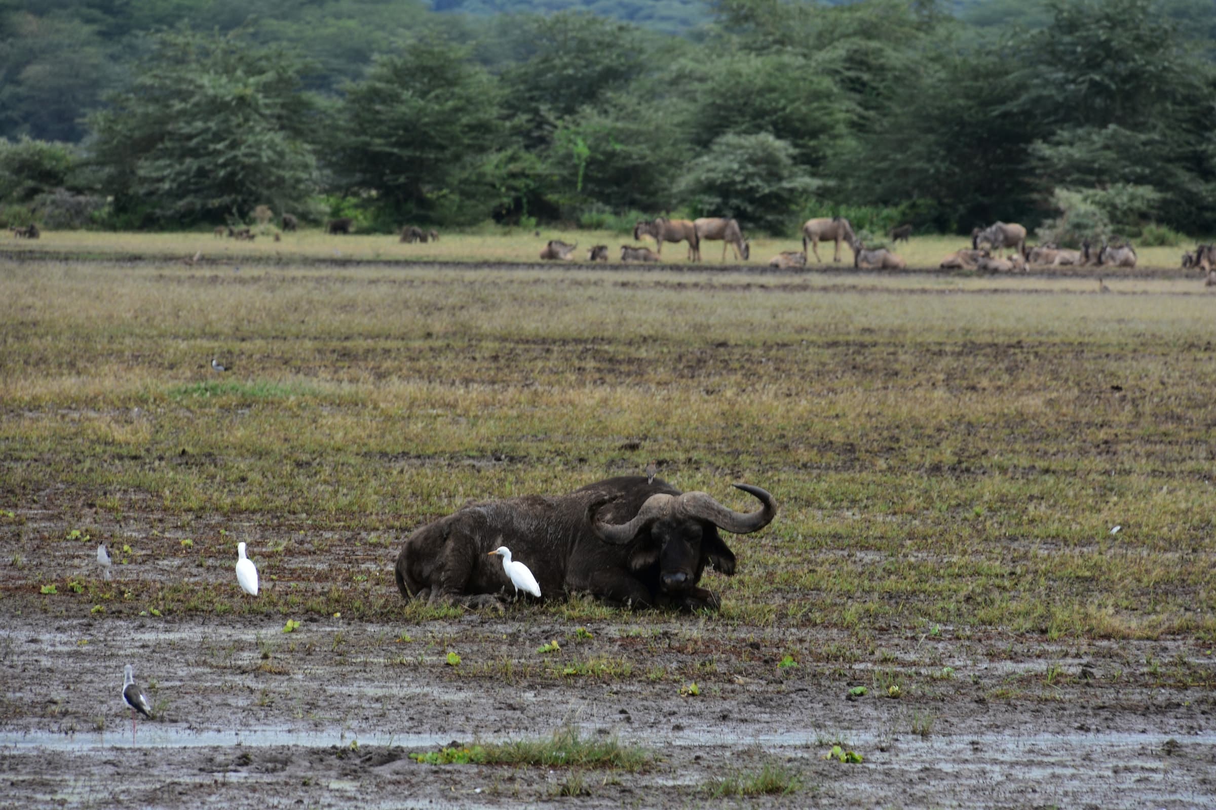 A buffalo in the marsh of Lake Manyara National Park, Tanzania