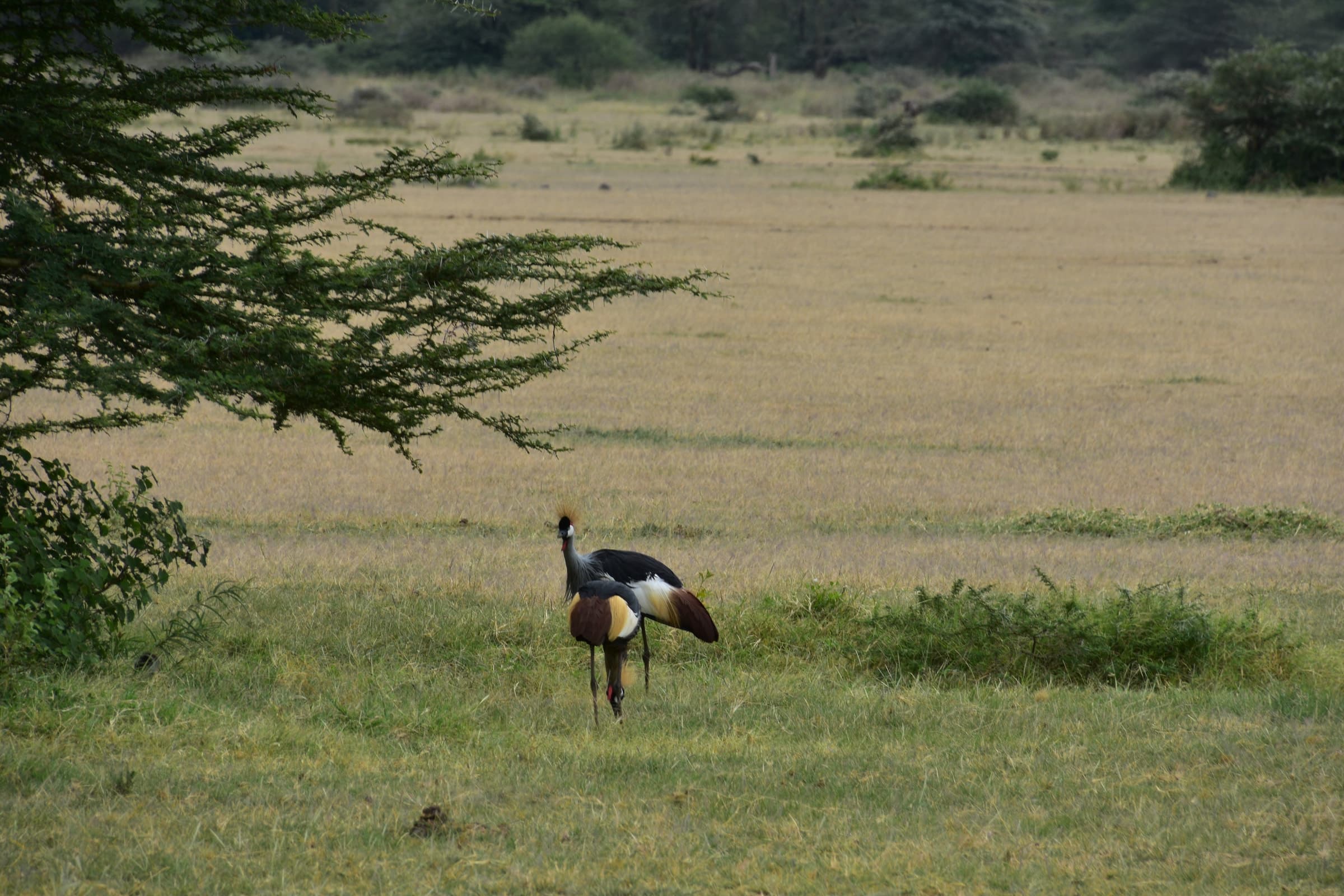 A grey crowned crane in grassland in Lake Manyara National Park, Tanzania