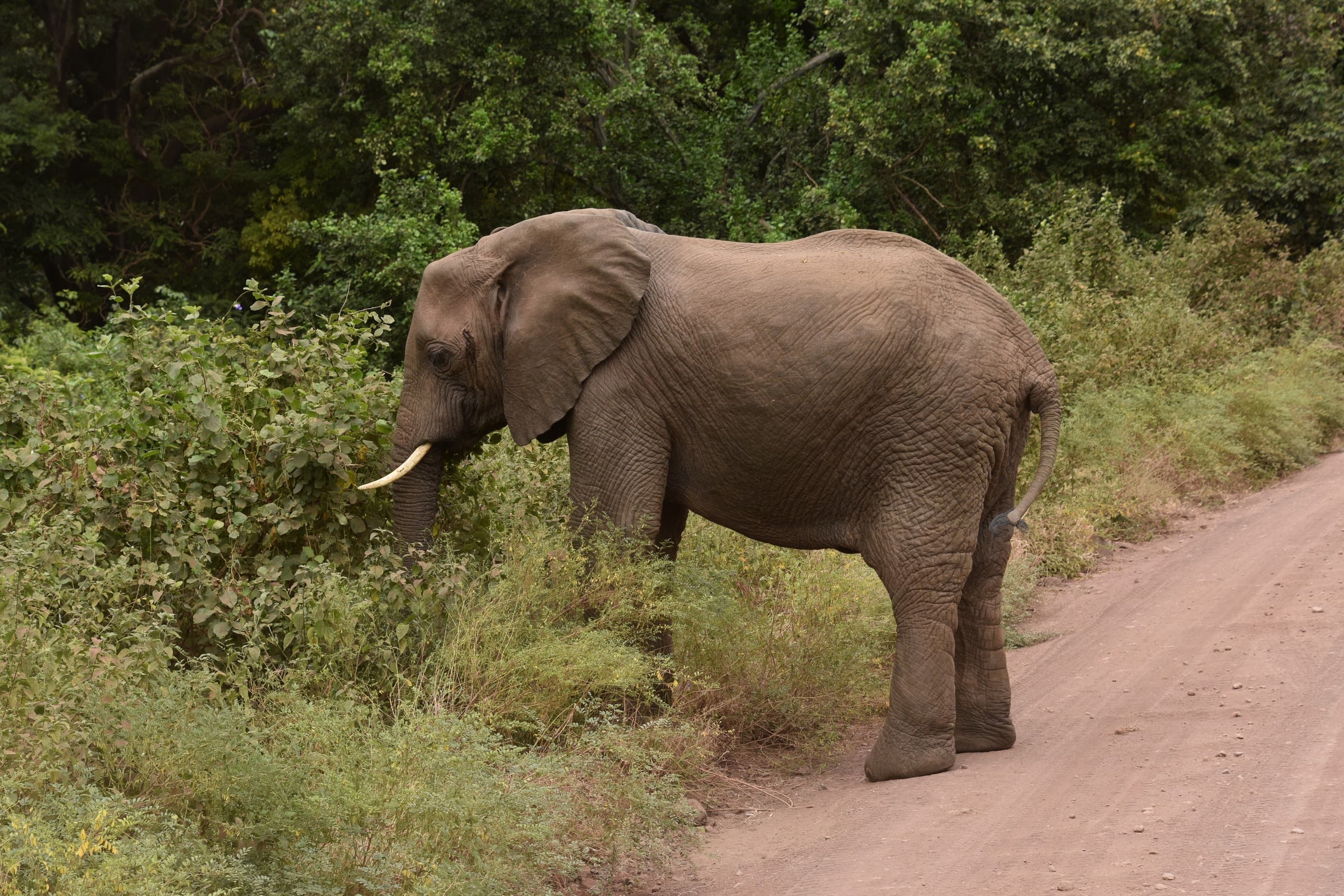 An elephant beside a track in Lake Manyara National Park, Tanzania