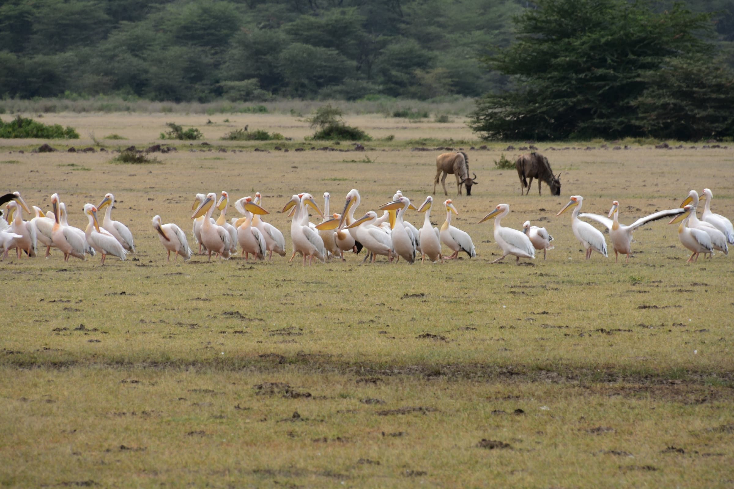 Pelicans gathered on the shore in Lake Manyara National Park, Tanzania