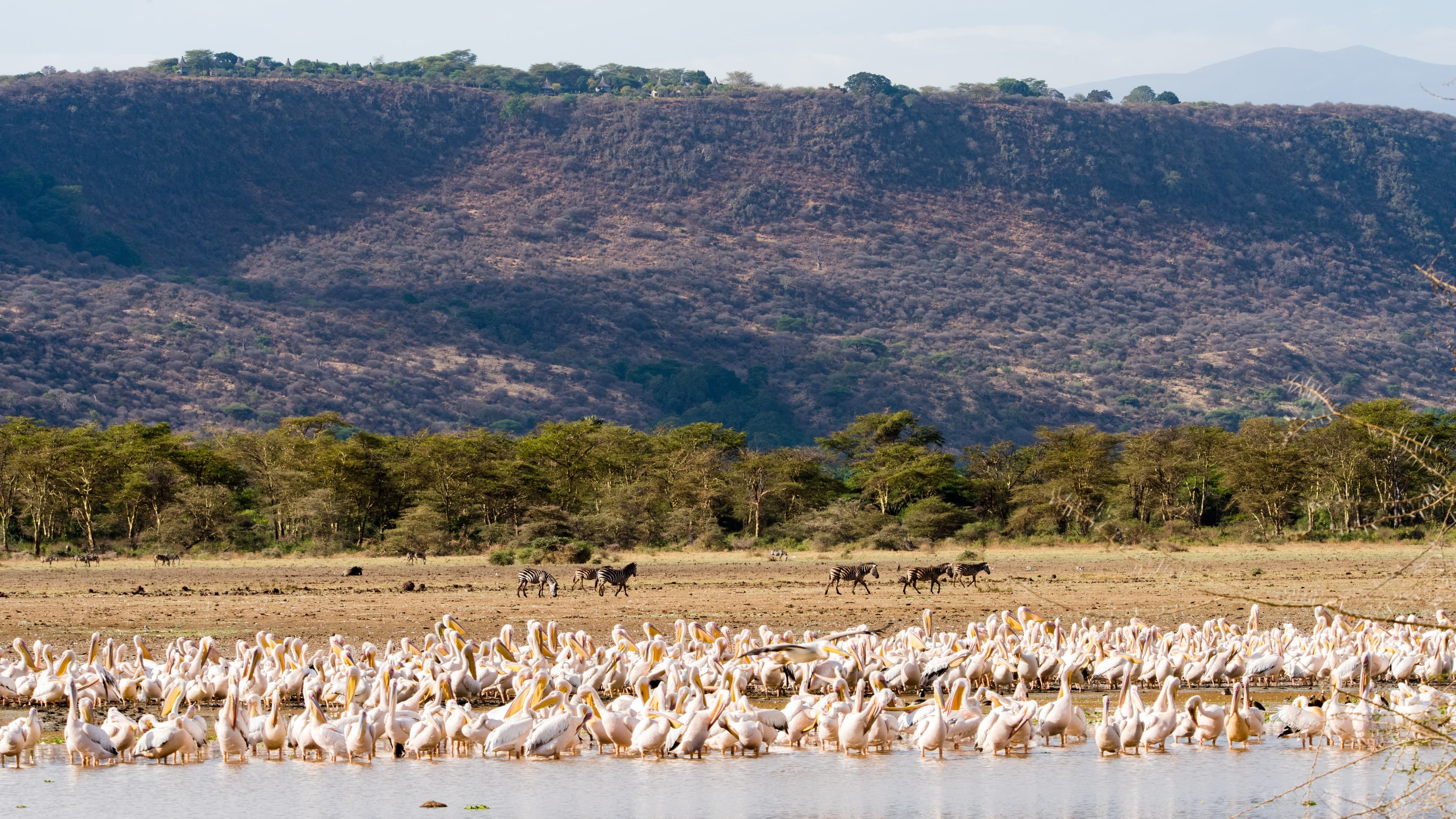 Pelicans and zebras on the shore in Lake Manyara National Park, Tanzania