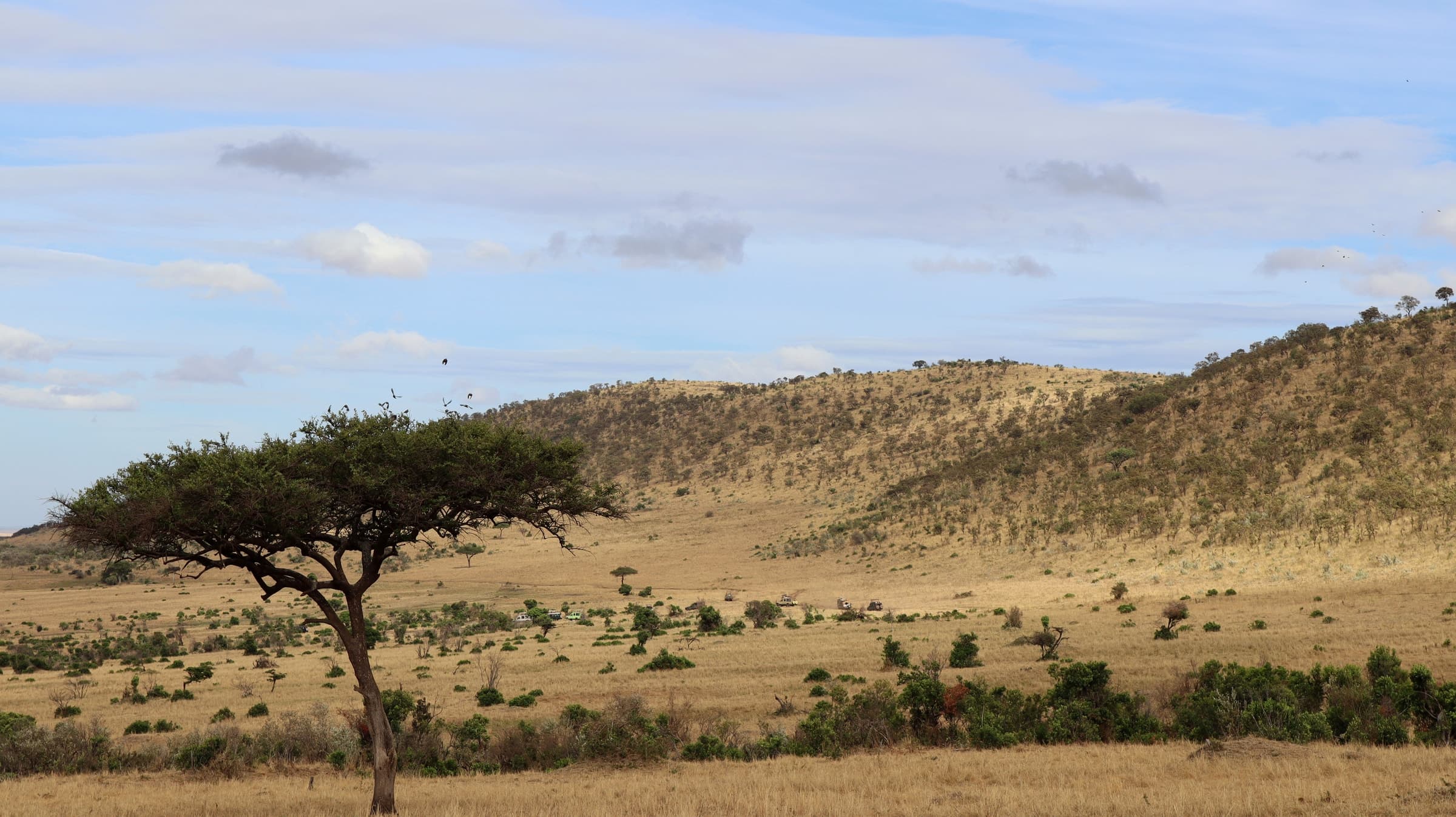 A flat-topped acacia below a grassy ridge in the Maasai Mara