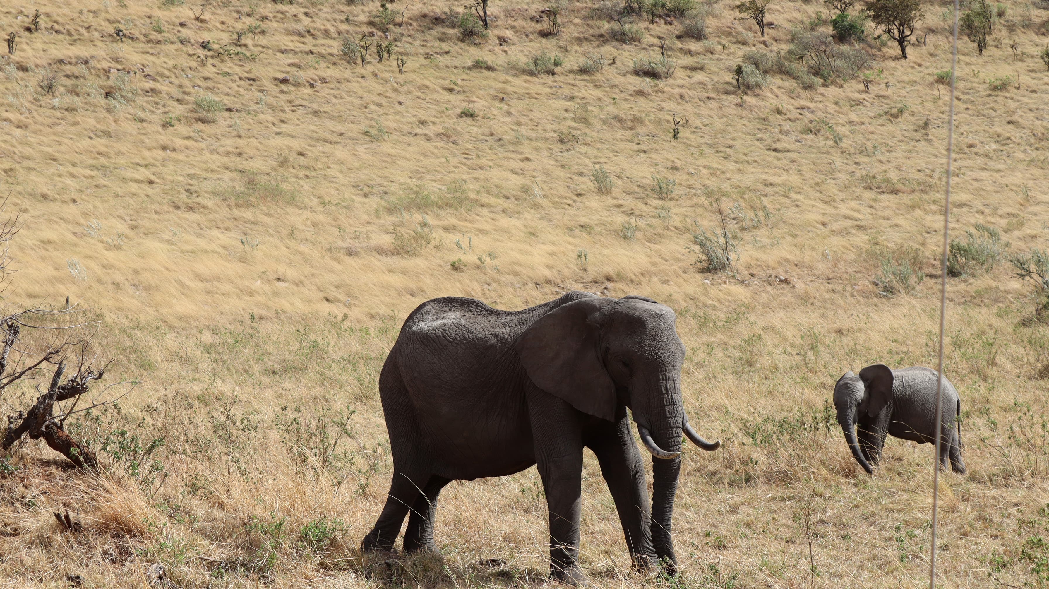 An elephant and calf on a dry slope in the Maasai Mara