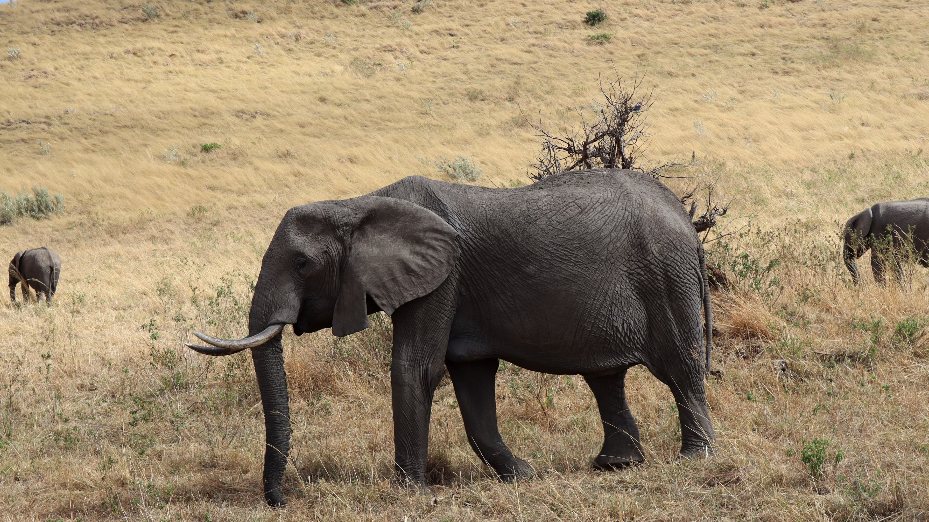 An elephant browsing in dry grass in the Maasai Mara