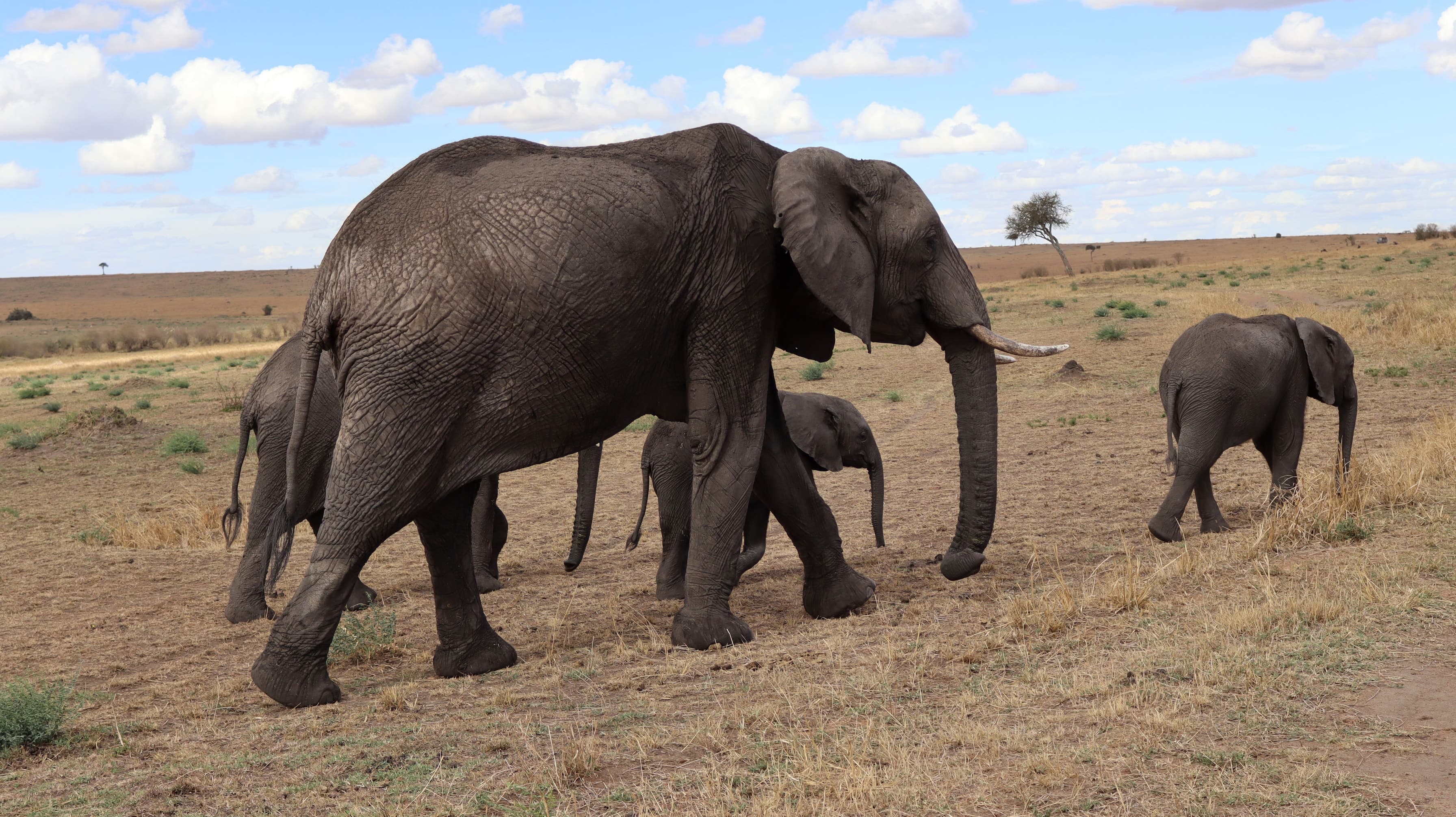 An elephant family walking across the grasslands in the Maasai Mara
