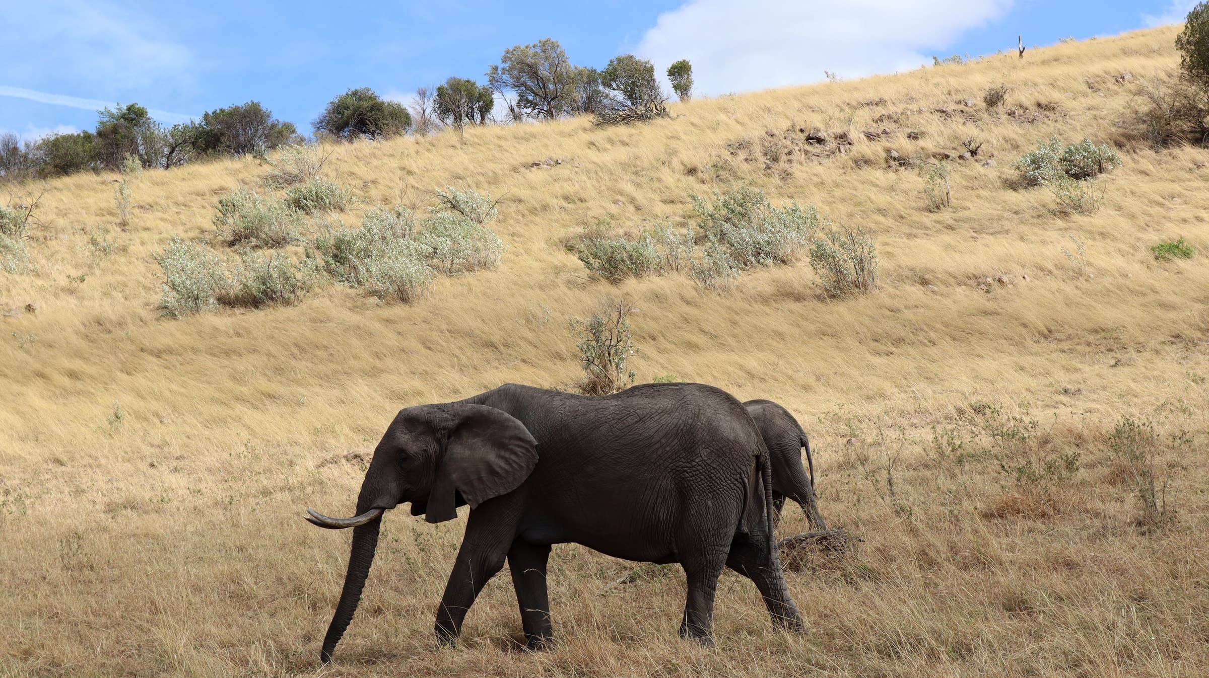 An elephant walking on a grassy slope under blue sky in the Maasai Mara