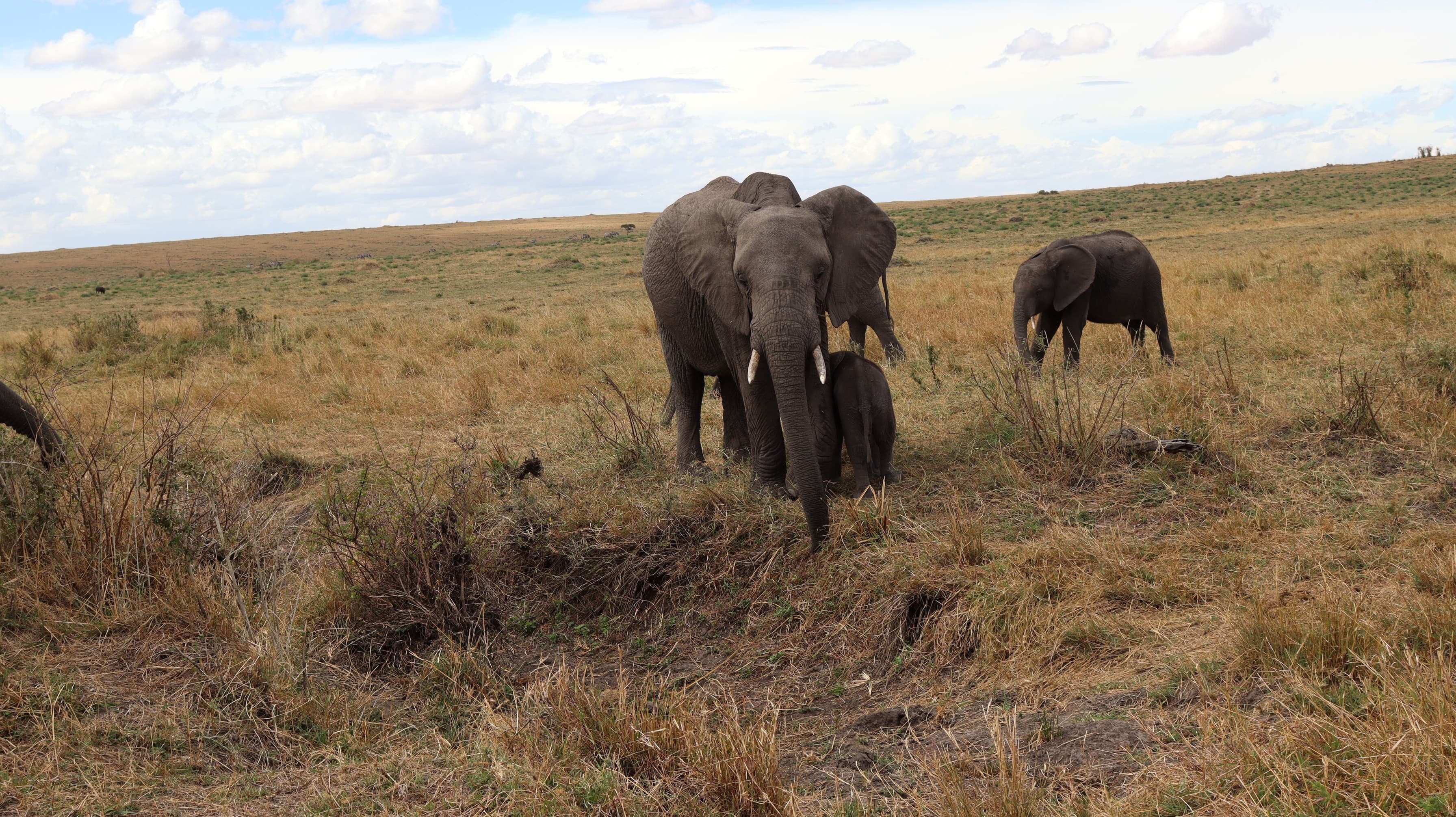 Elephants crossing the open plains in the Maasai Mara