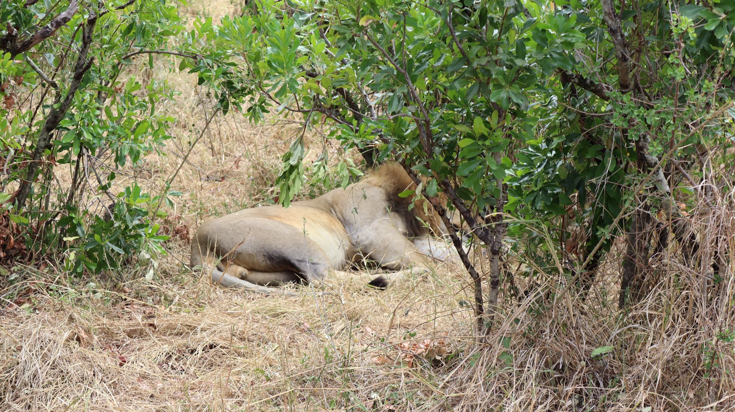 A lion resting in the shade of a bush in the Maasai Mara