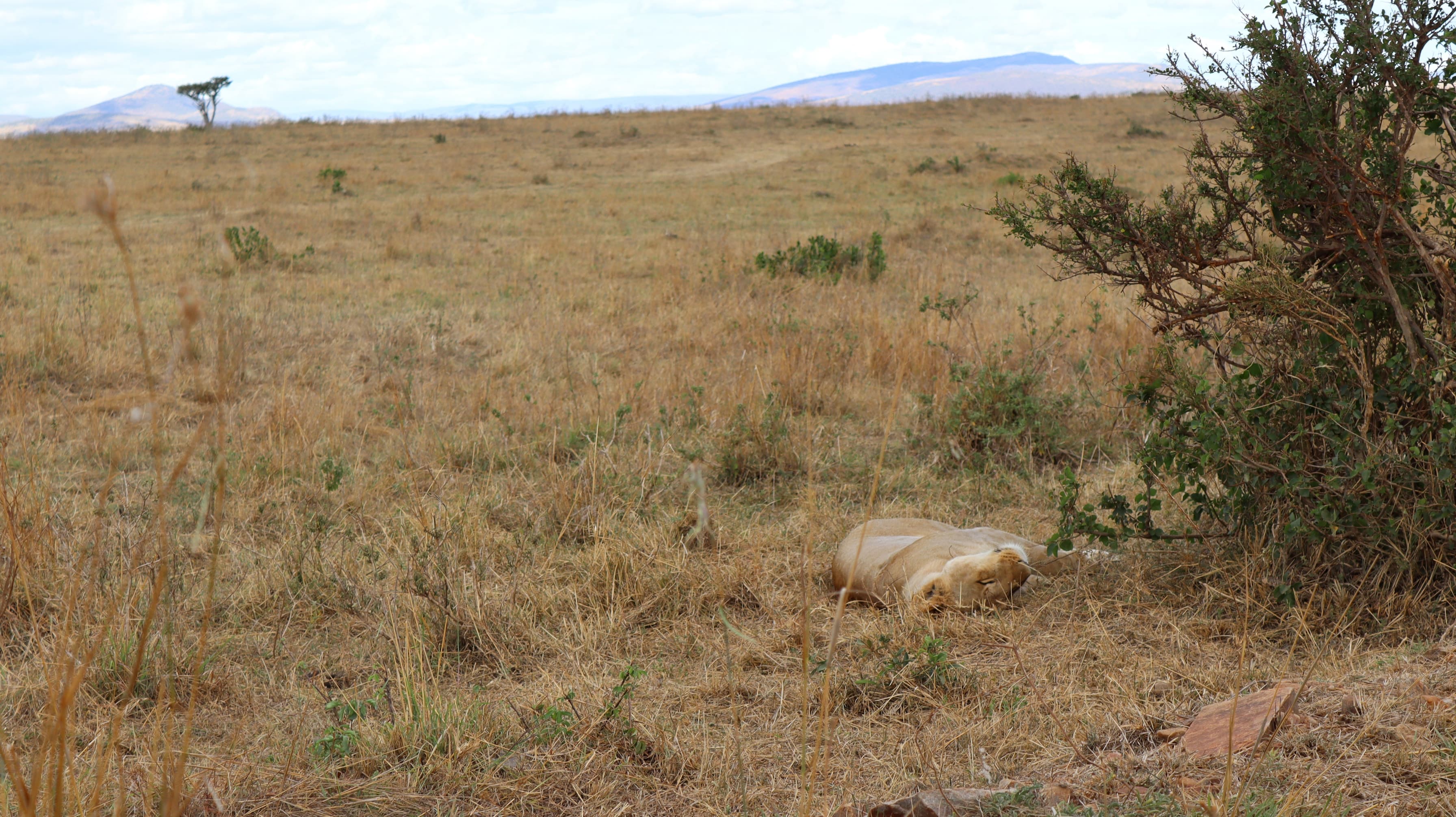 A lion lying beside a bush beneath a wide sky in the Maasai Mara