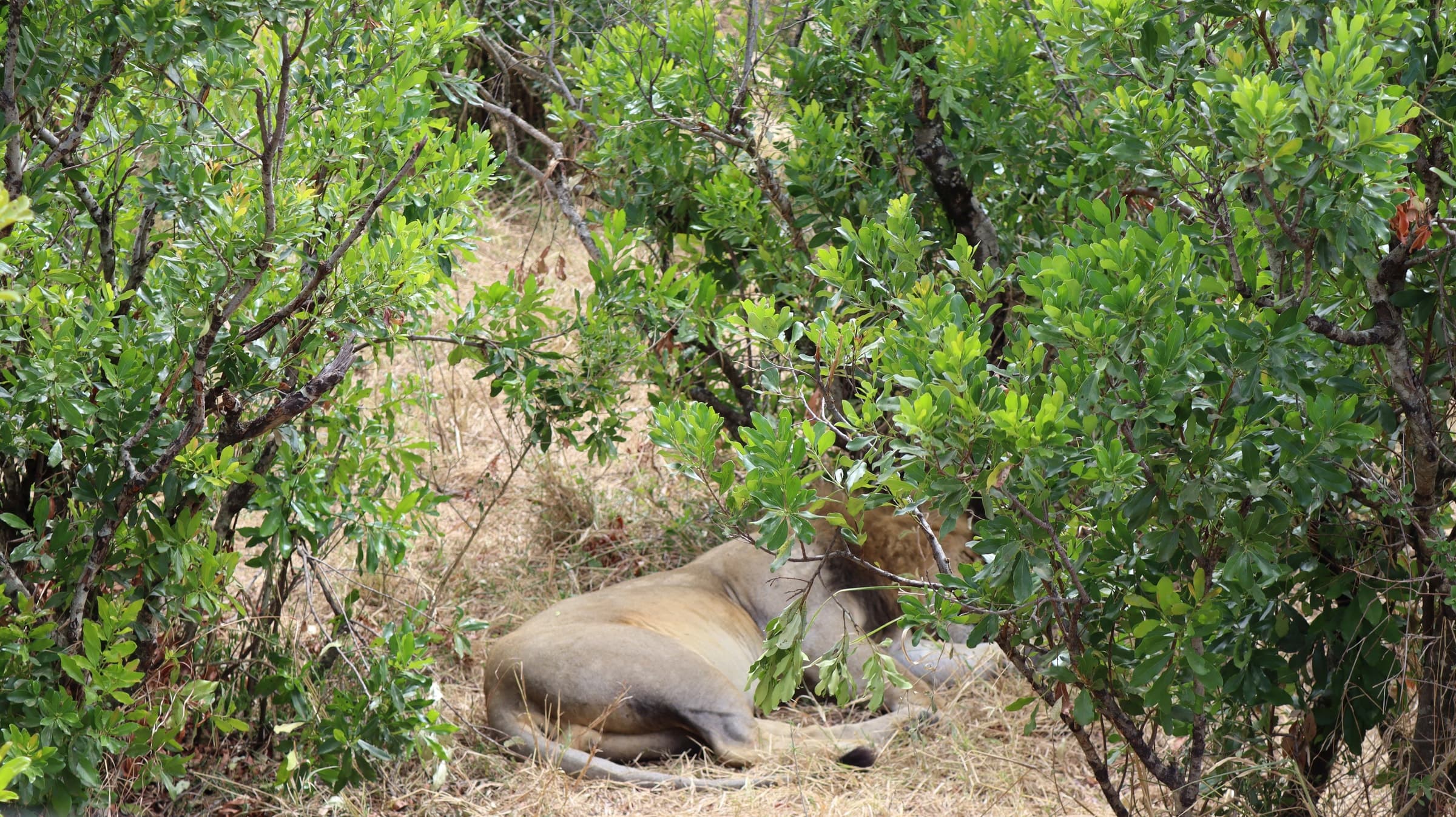 A lion resting in the shade of leafy bushes in the Maasai Mara