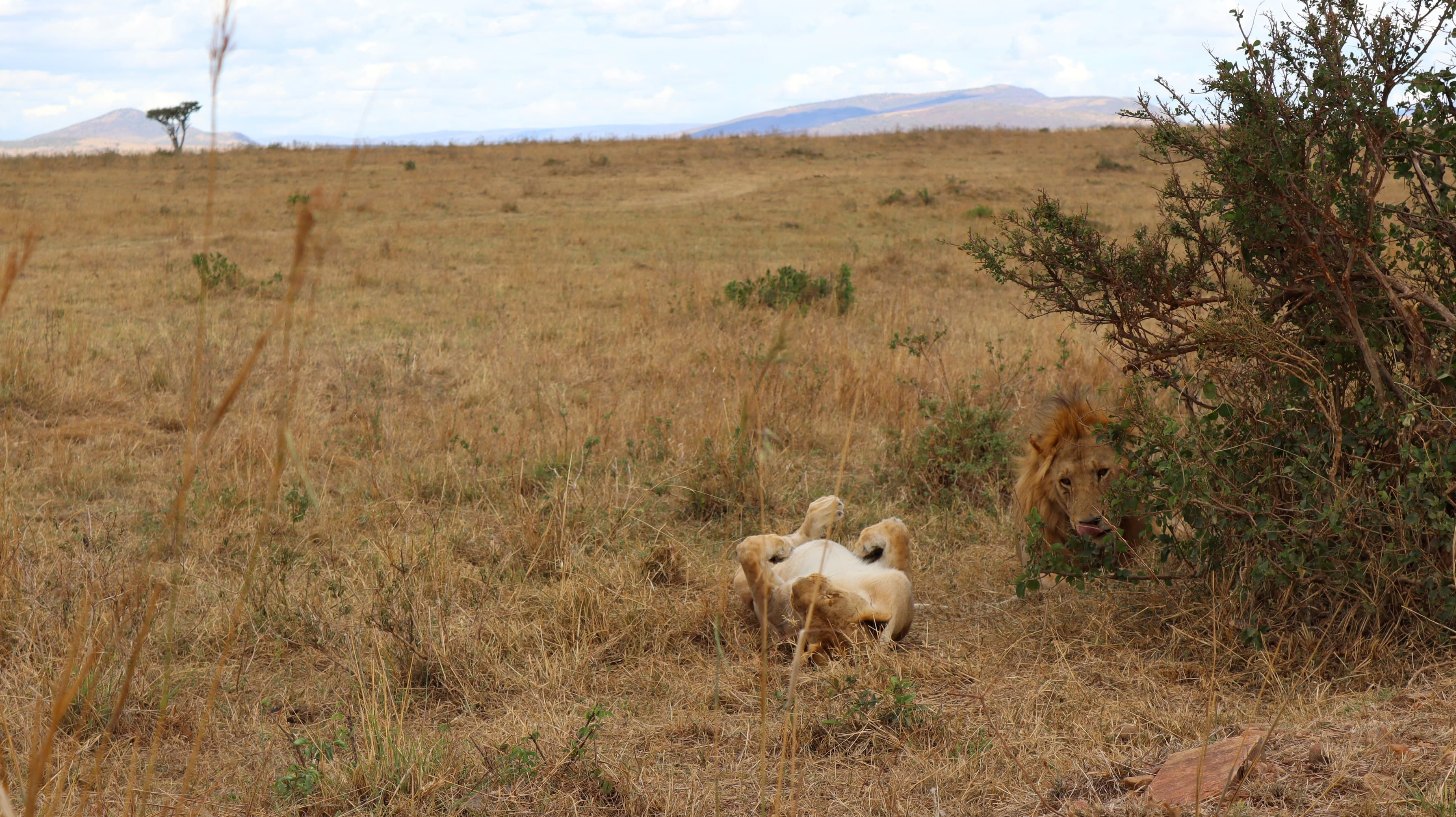 A lion rolling on its back in the grass in the Maasai Mara